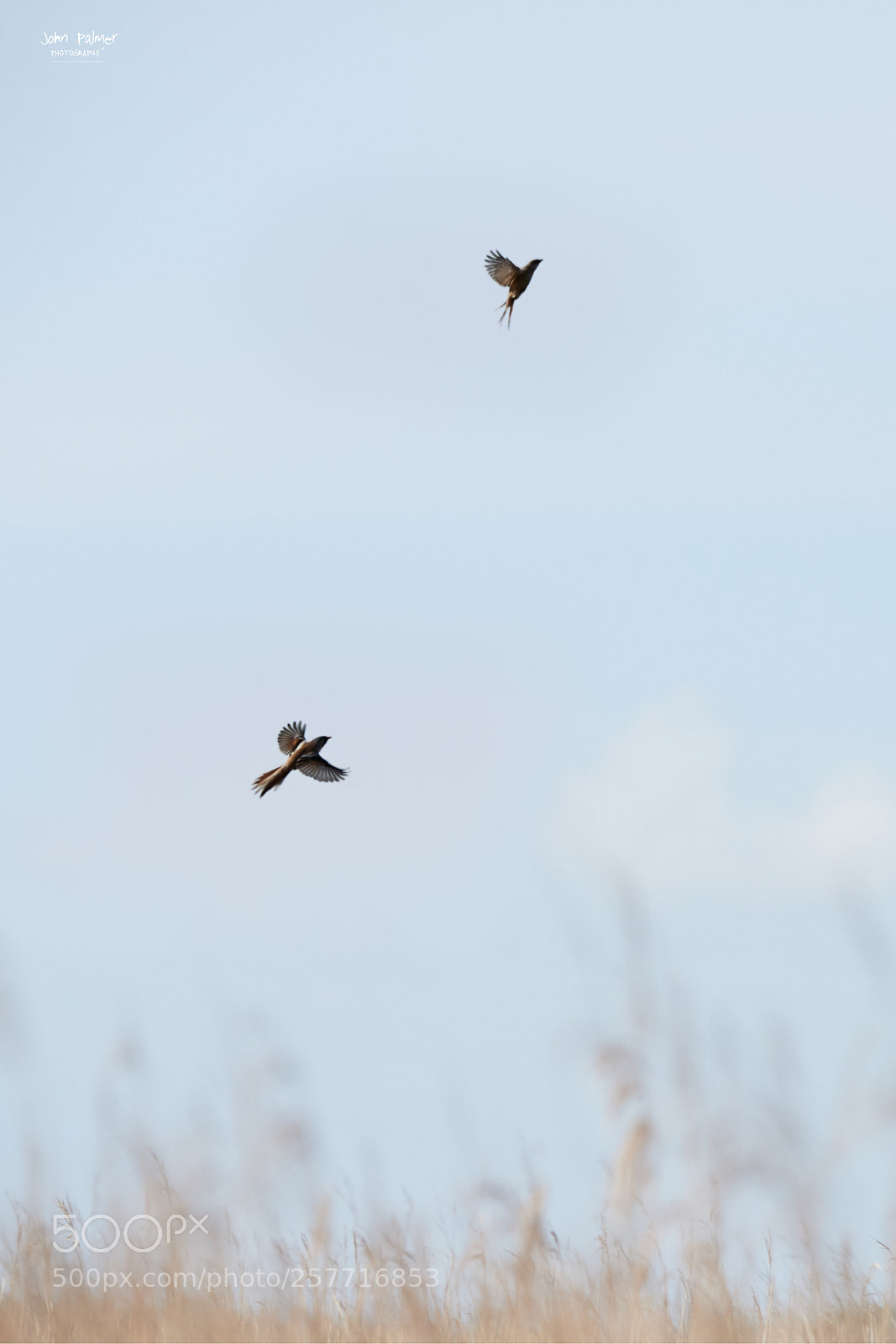 Nikon D810 sample photo. Bearded tits photography