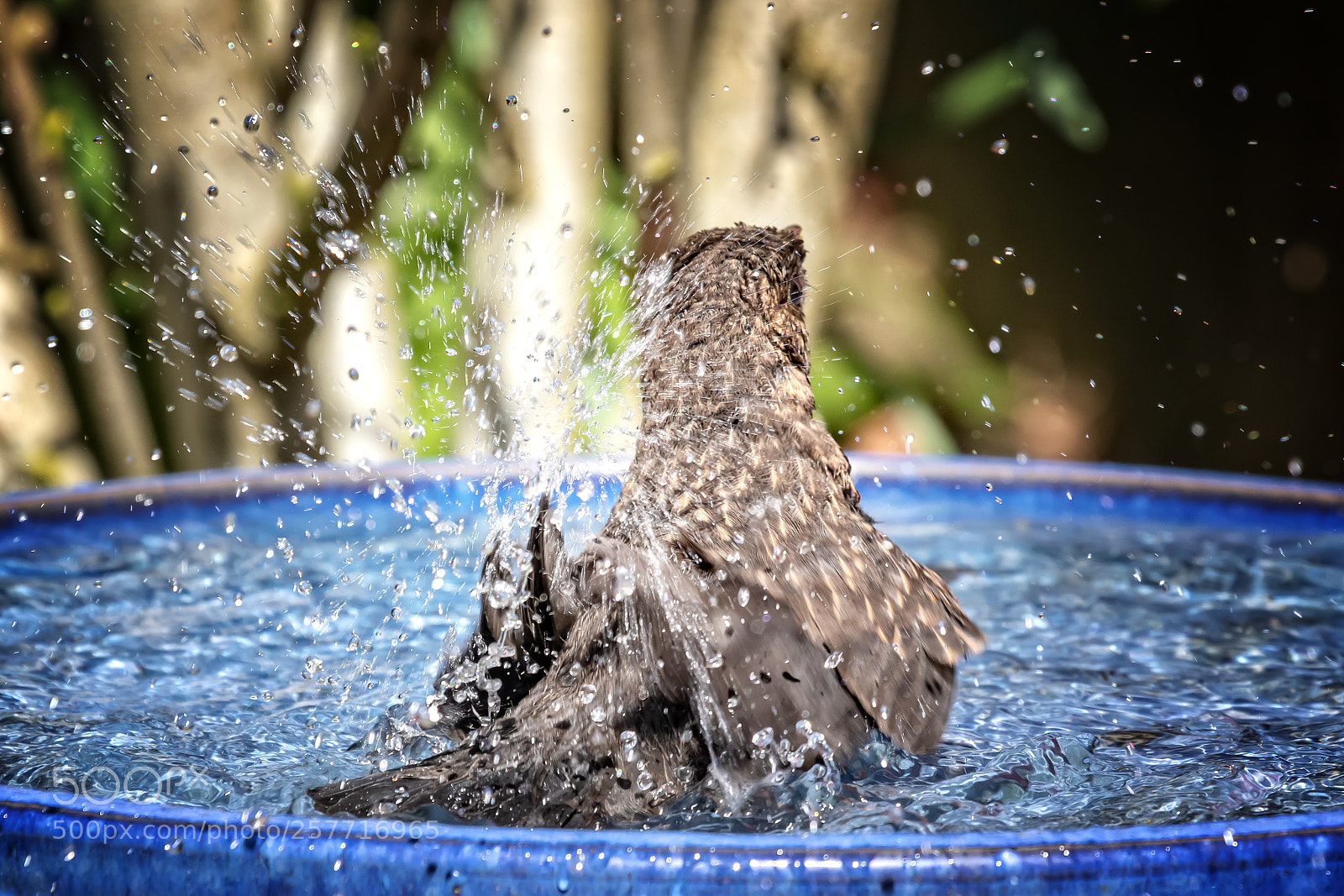 Canon EOS 7D Mark II sample photo. Young blackbird´s fun photography