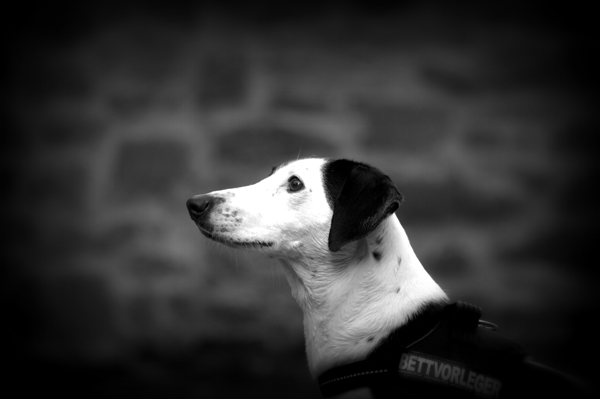 Sigma 70-300mm F4-5.6 APO DG Macro sample photo. The dog photography