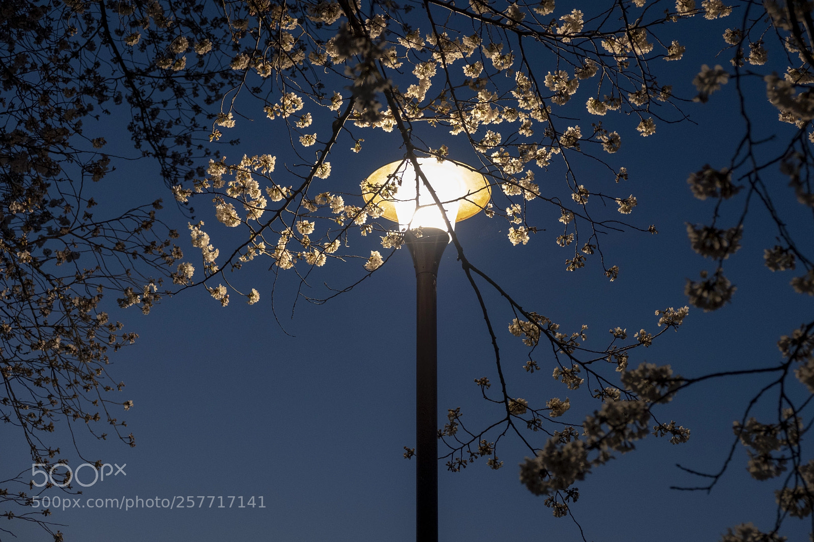 Fujifilm X-T2 sample photo. Sakura photography