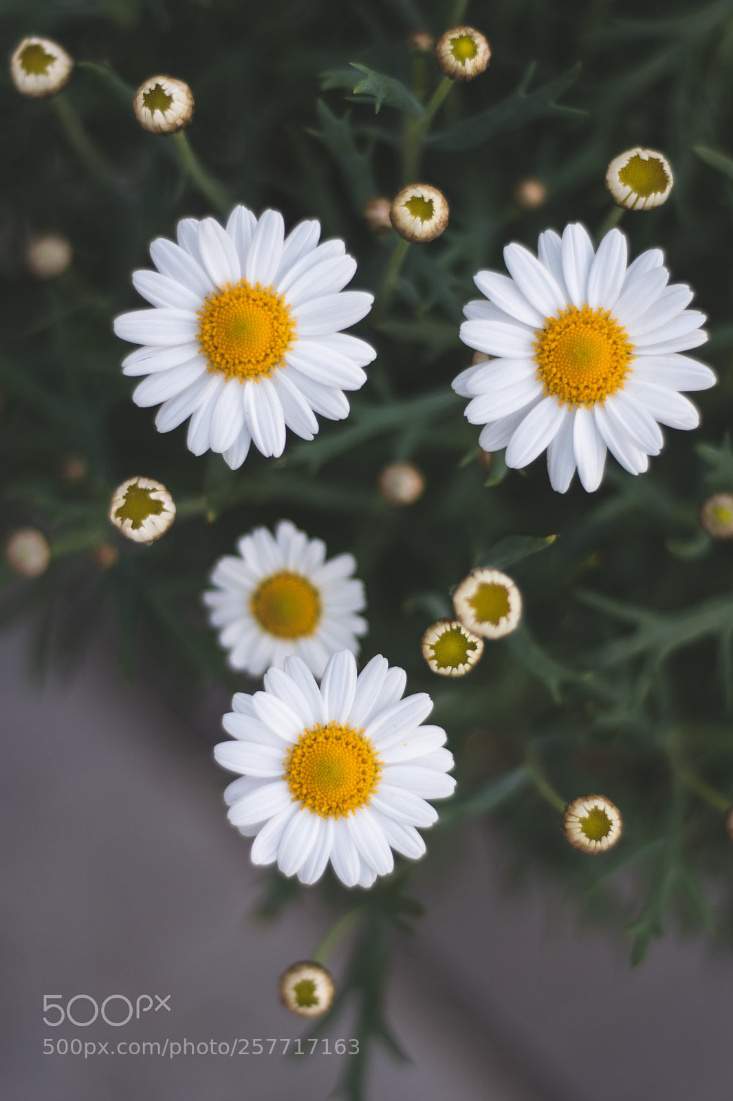 Nikon D5600 sample photo. Daisy photography