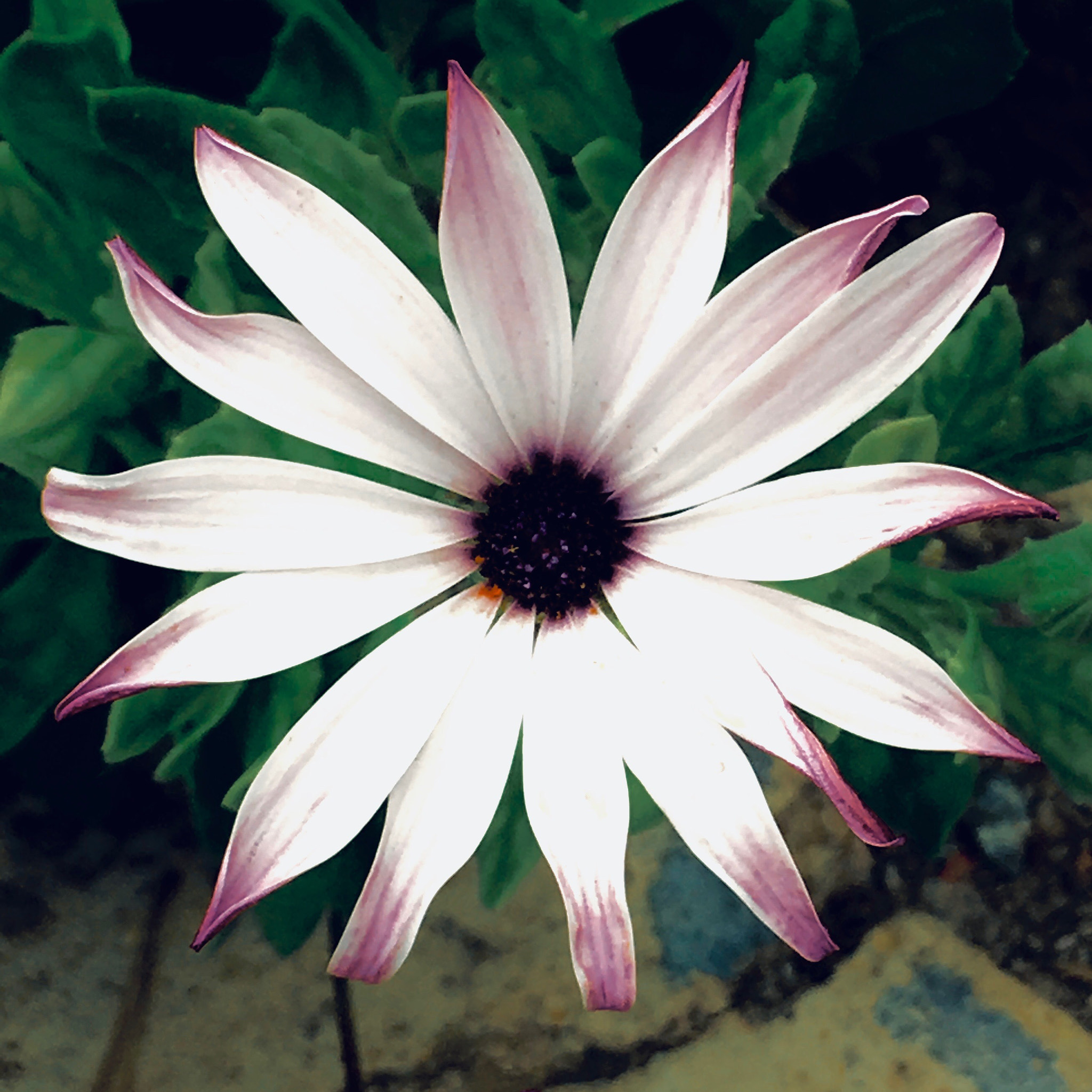Apple iPad Pro sample photo
