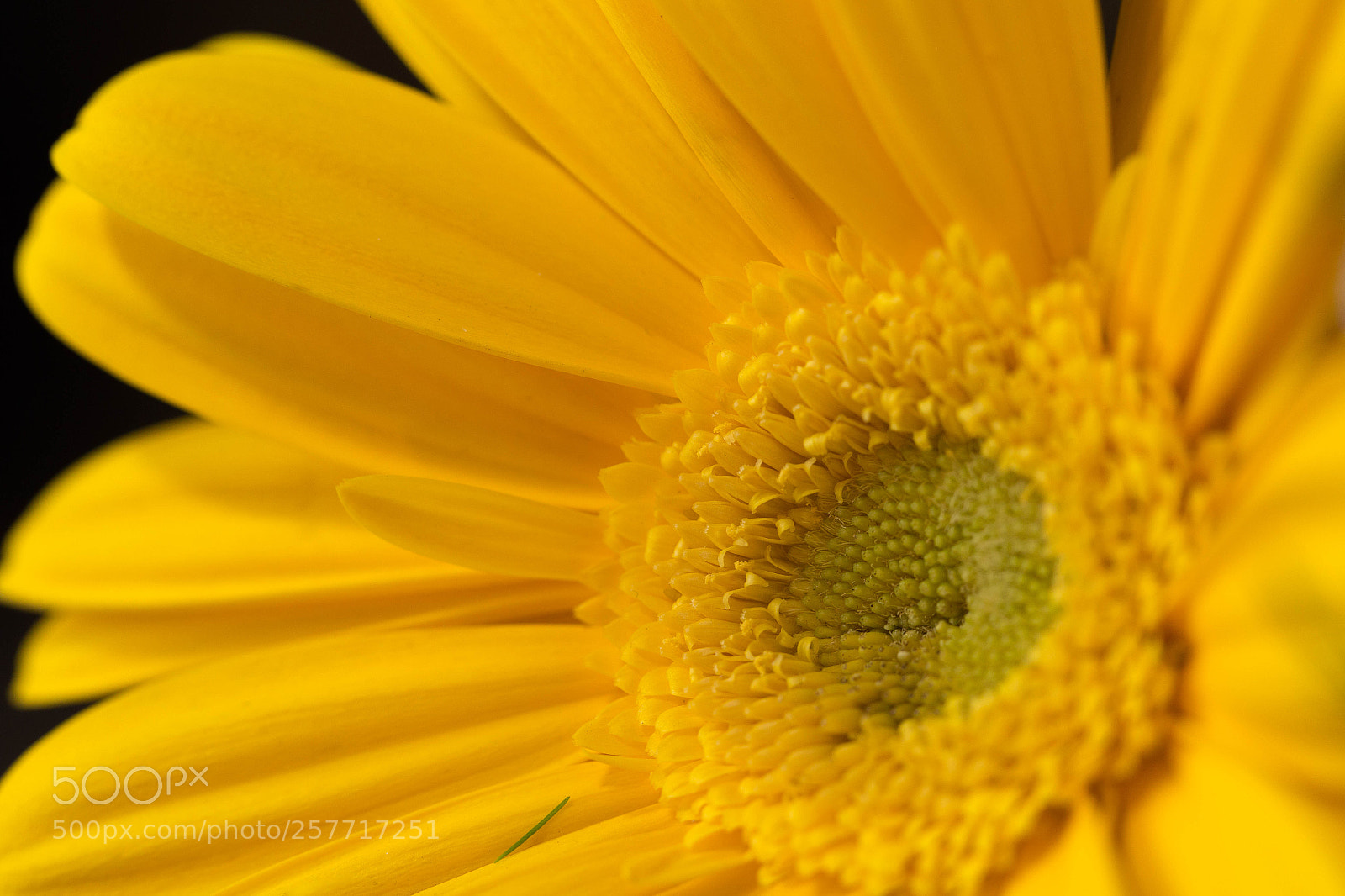 Canon EOS 6D sample photo. Yellow gerbera closeup photography