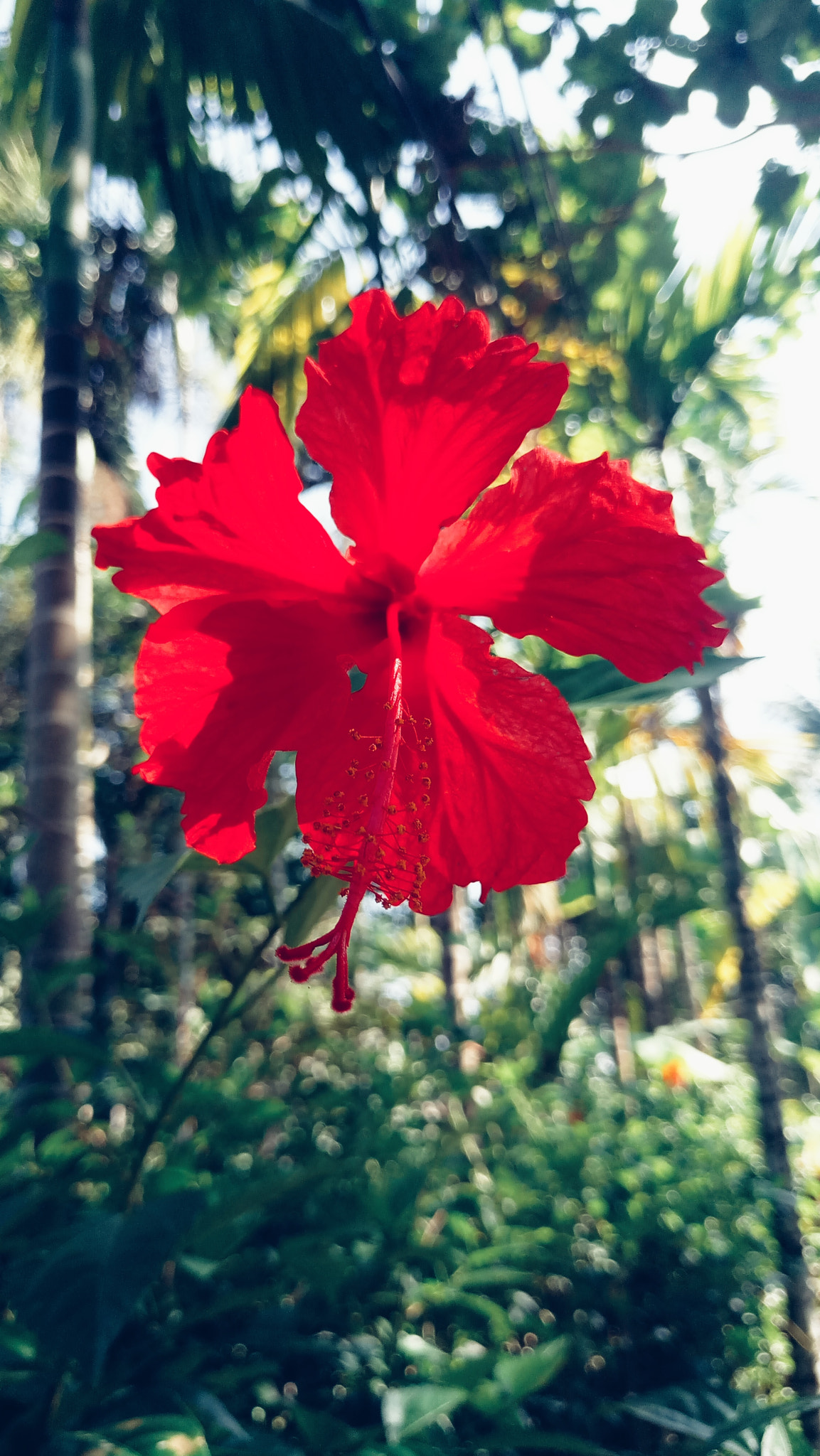 Meizu MX6 sample photo. Flower dam but photography