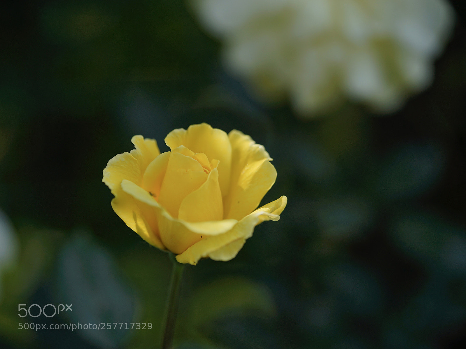 Sony a7 II sample photo. 正黃 photography