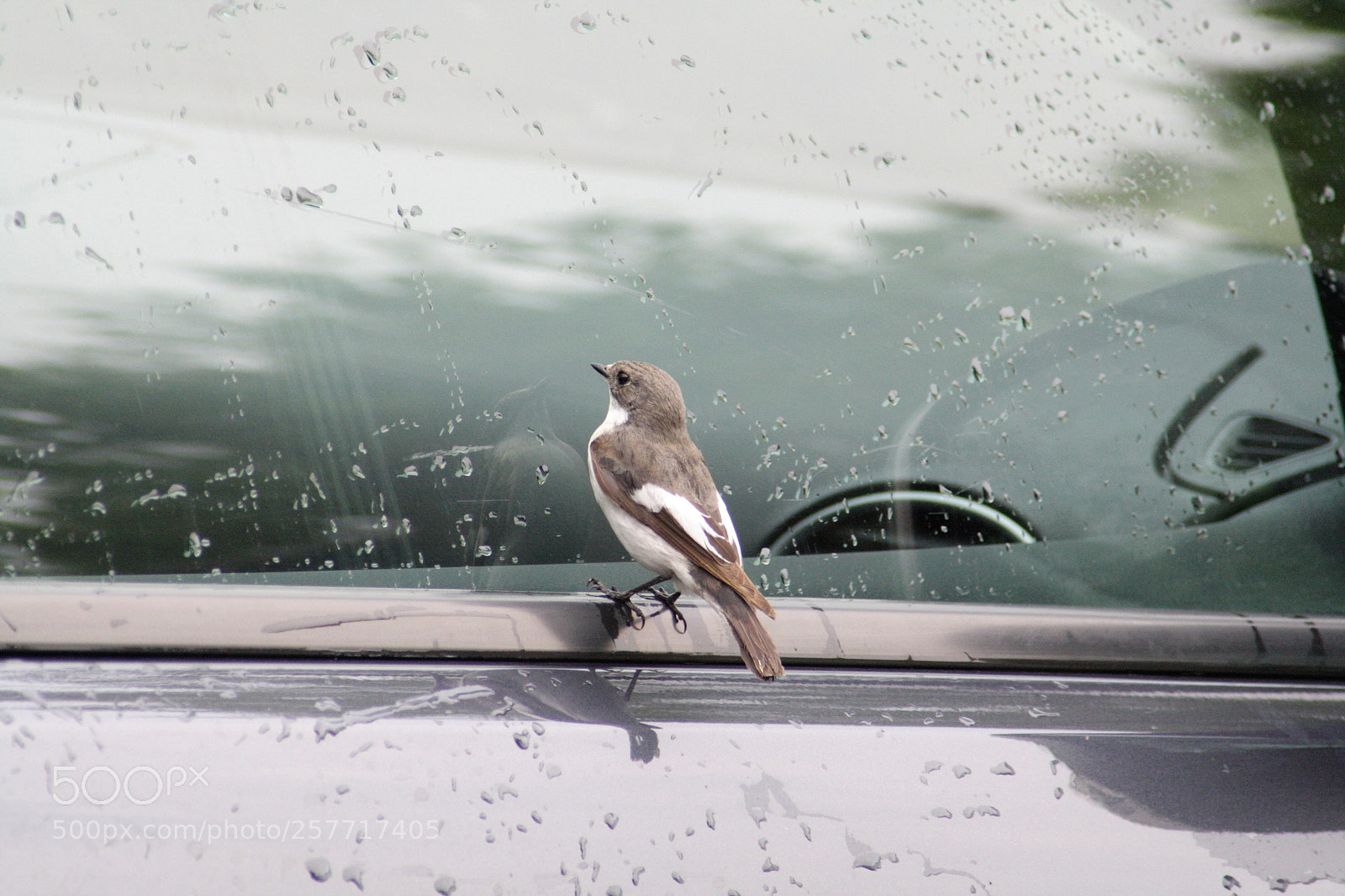 Canon EOS 1000D (EOS Digital Rebel XS / EOS Kiss F) sample photo. European pied flycatcher photography