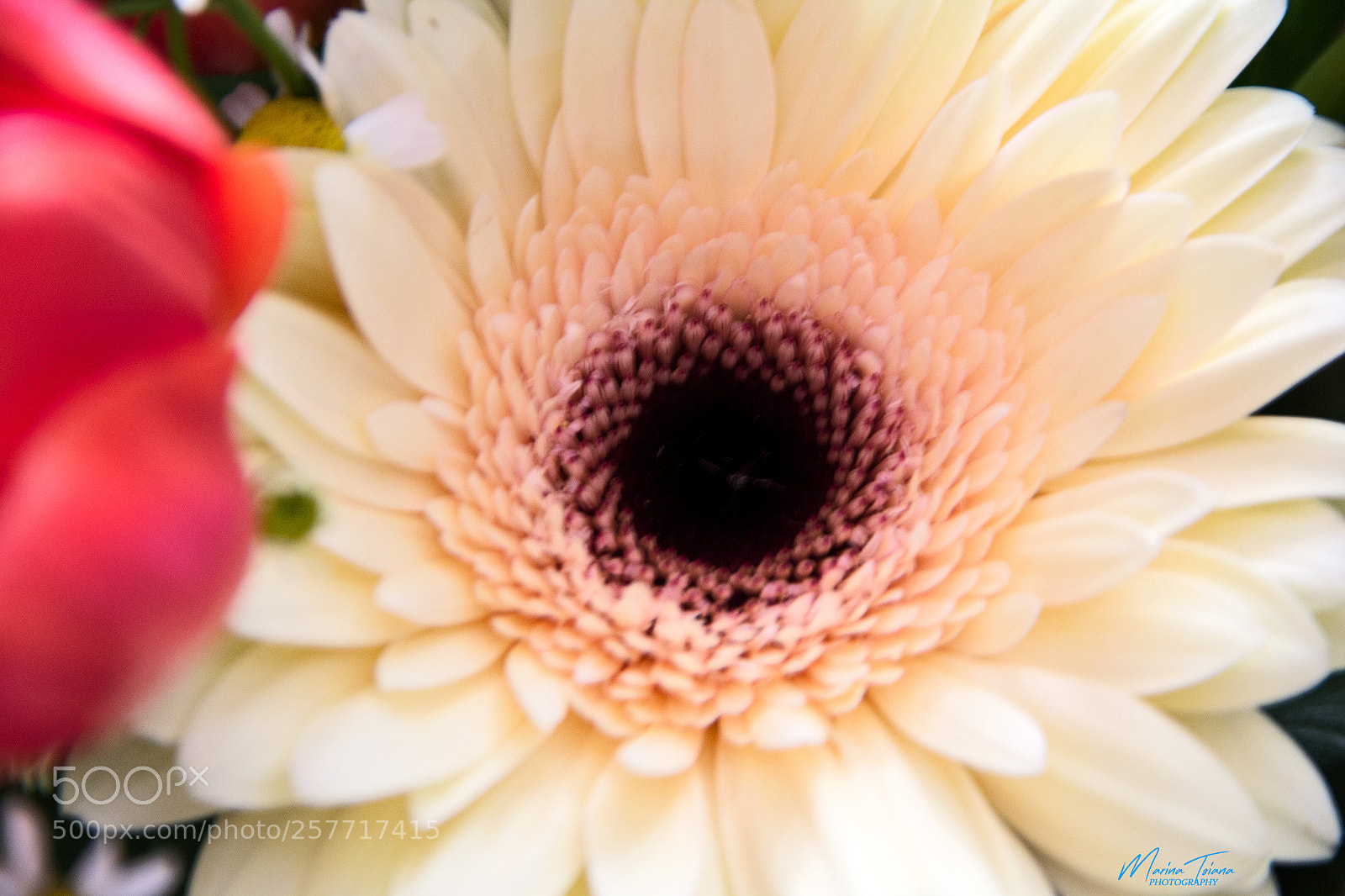 Canon EOS 60D sample photo. White purity photography