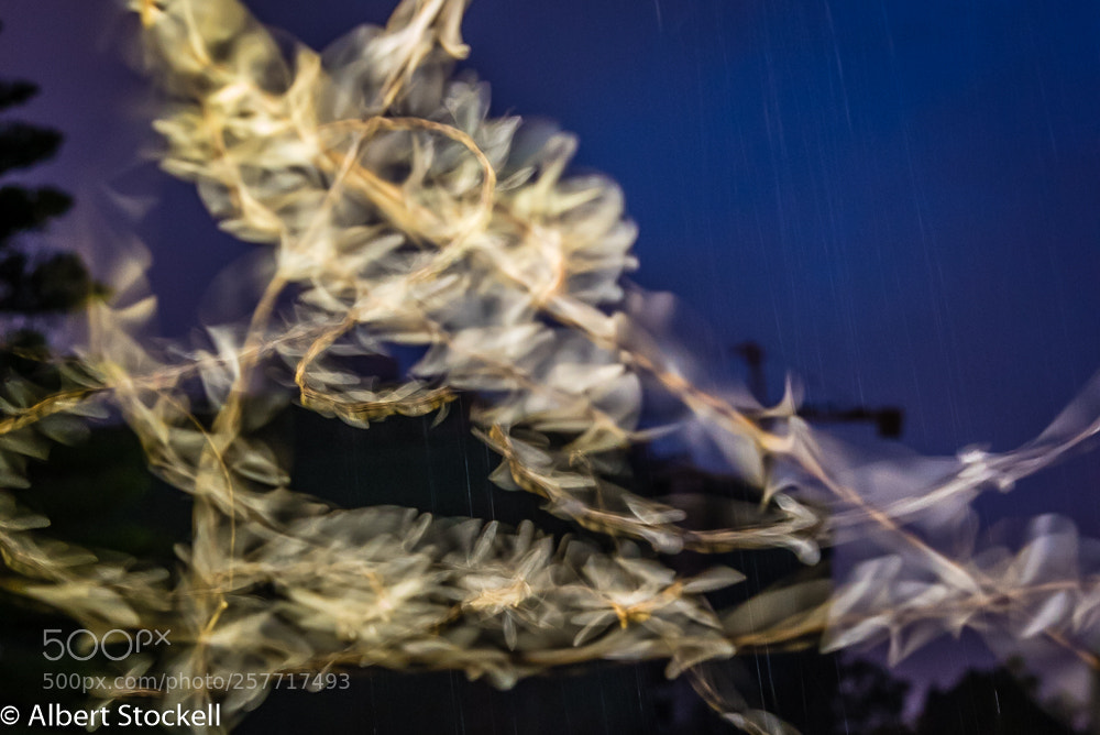 Nikon D750 sample photo. Flying termites photography