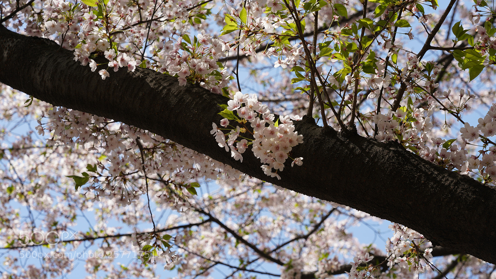 Sony a7R III sample photo. Untitled photography