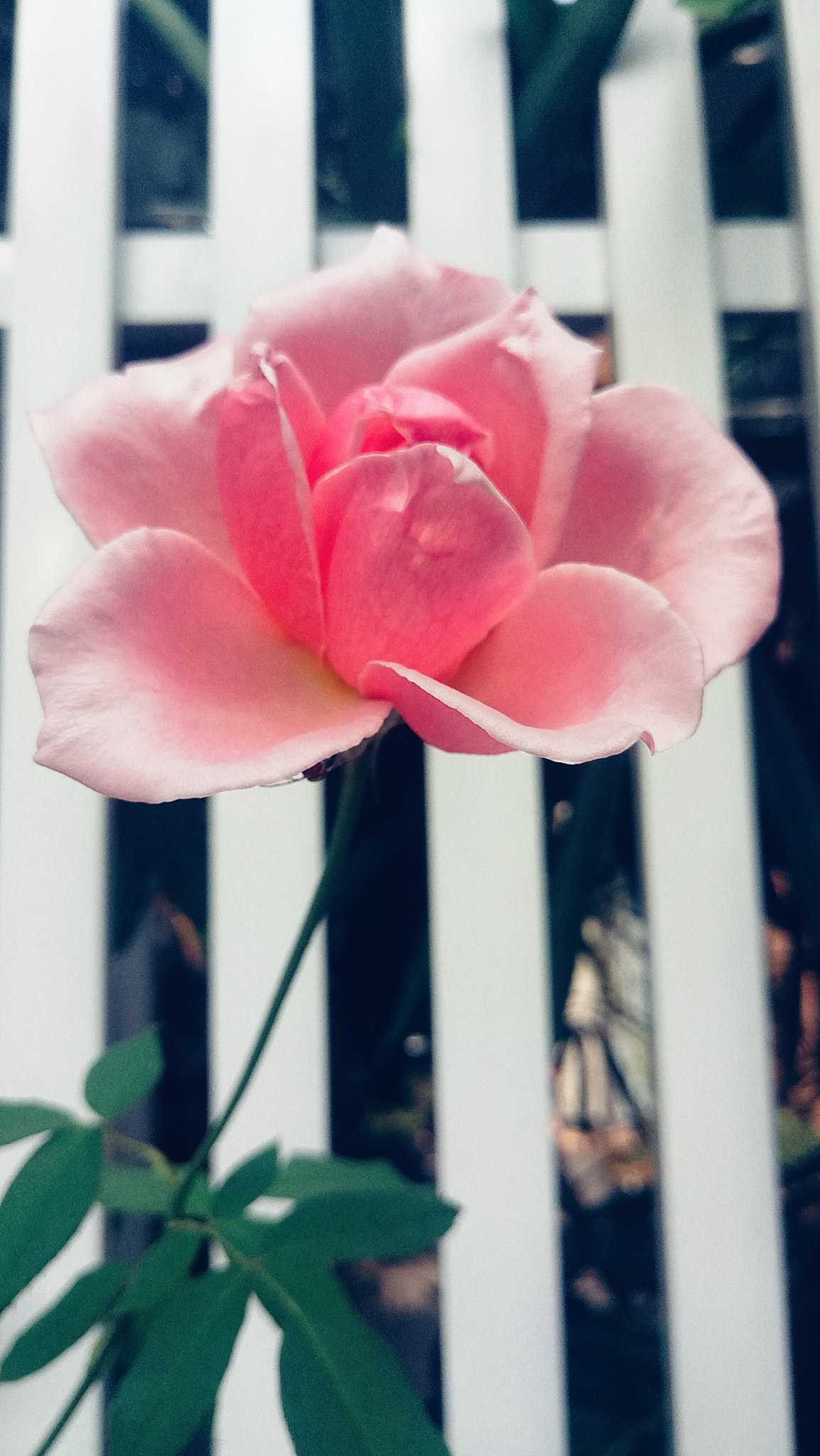 Meizu MX6 sample photo. Rose photography