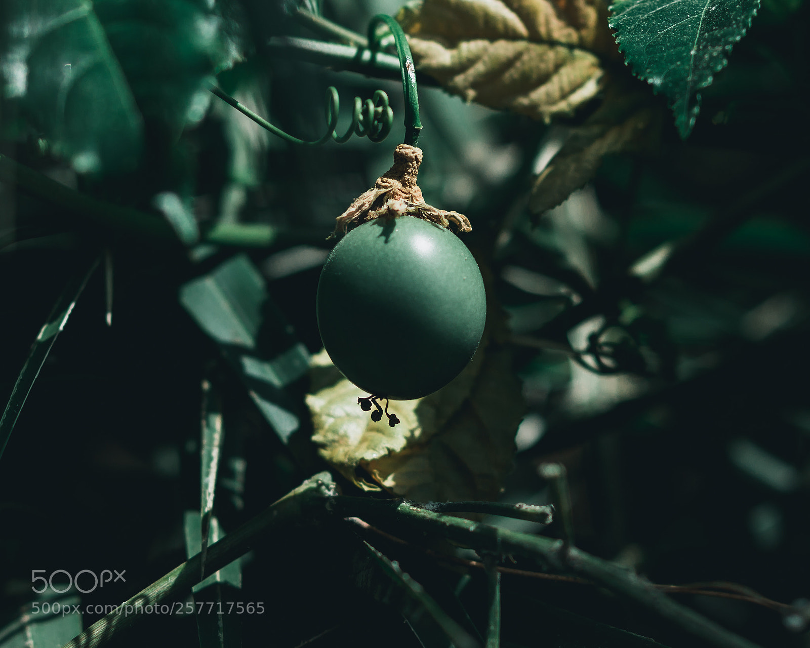 Canon EOS 6D sample photo. Ring the green bell photography