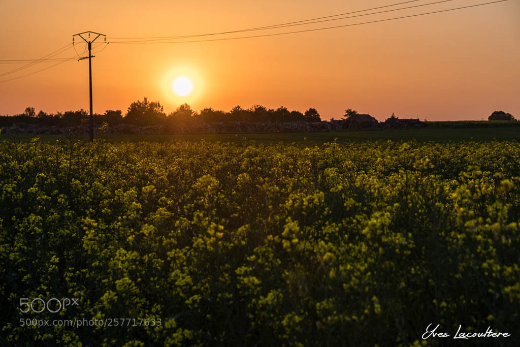 Nikon D500 sample photo. Rape at sunset photography