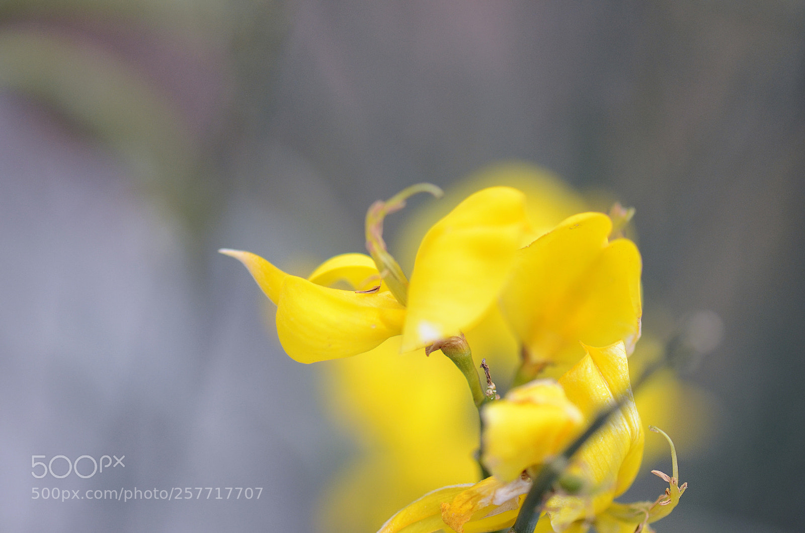 Nikon D7000 sample photo. Pure yellow photography