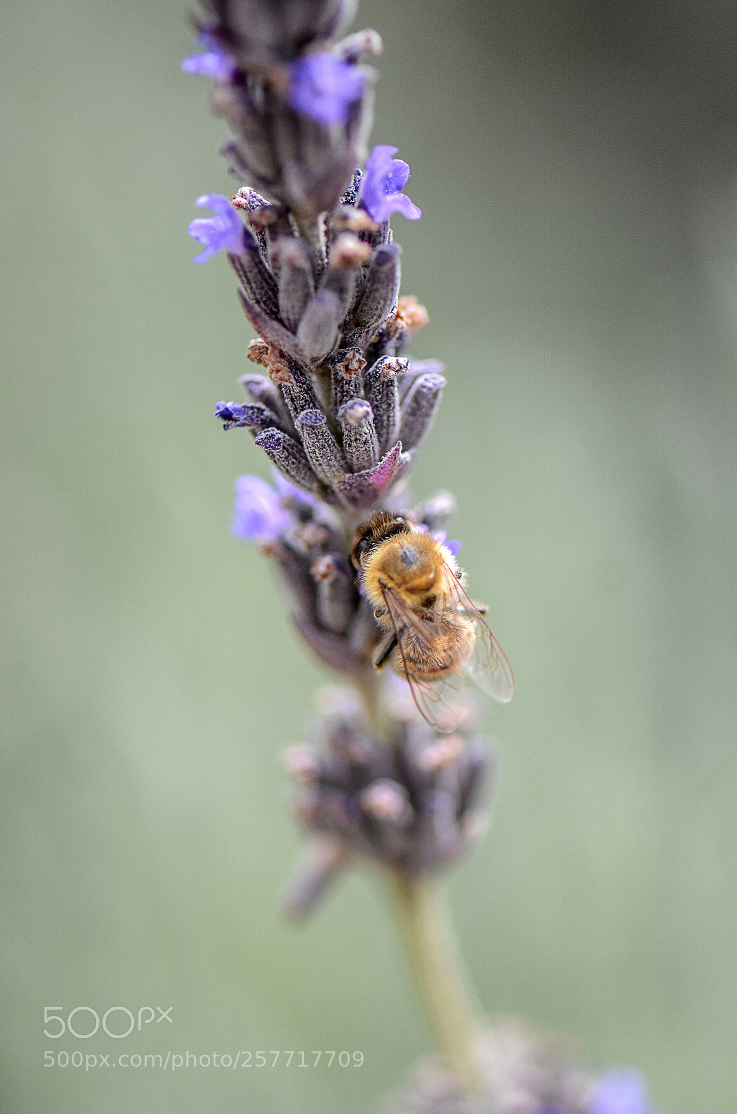 Nikon D7000 sample photo. Lavender blooming photography