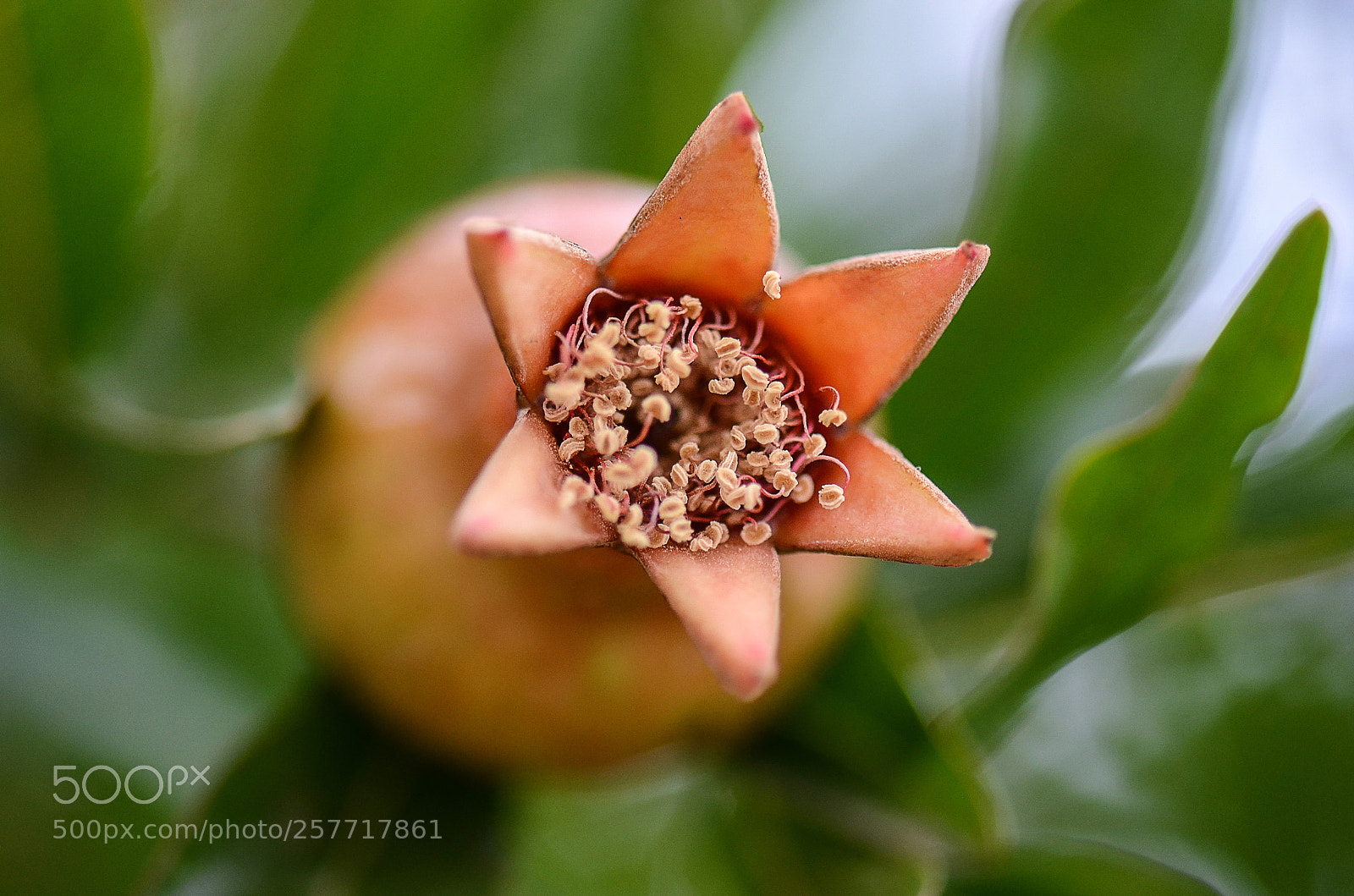Nikon D7000 sample photo. Pomegranate production photography