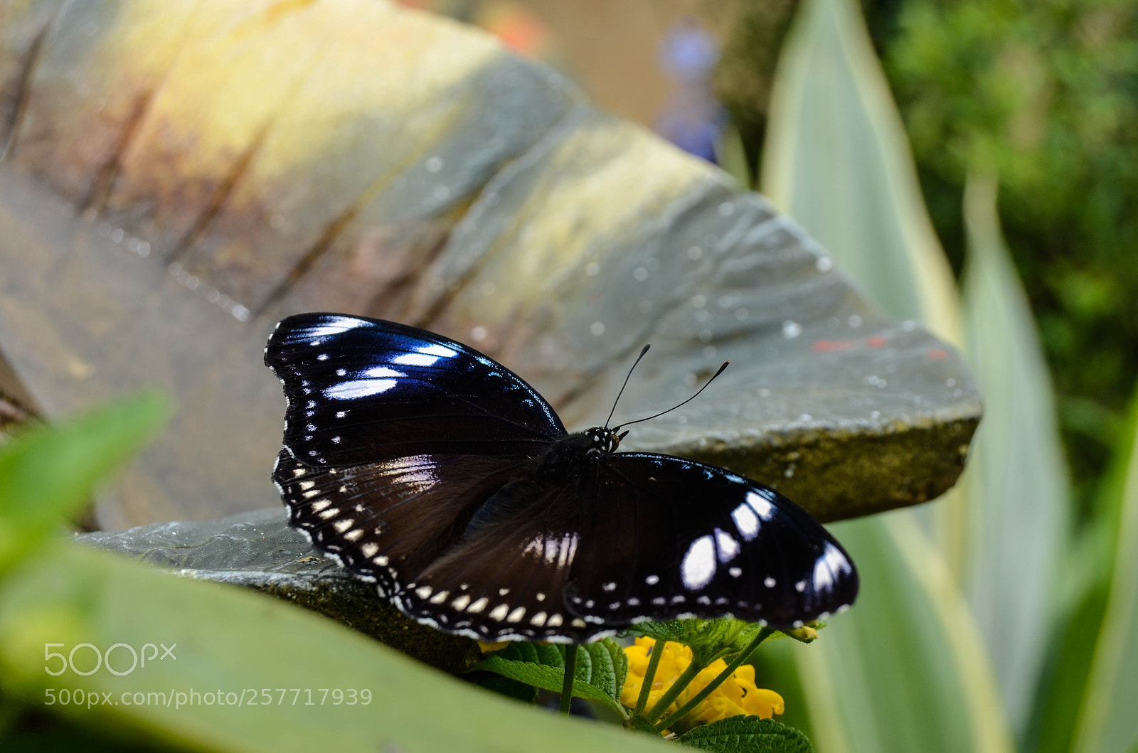 Nikon D5100 sample photo. Black butterfly photography