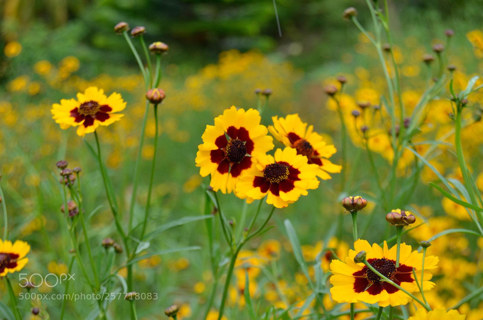 Nikon D5100 sample photo. Yellow flowers photography