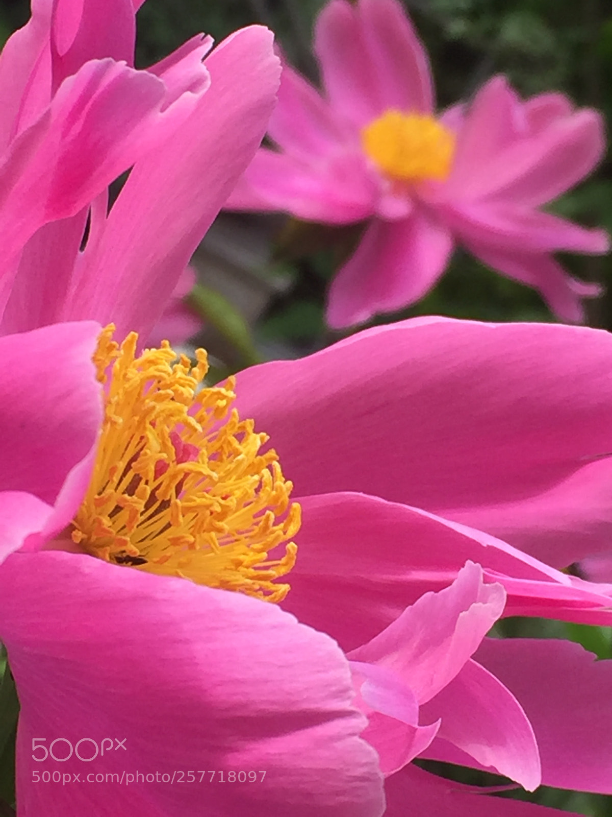 Apple iPhone 6 Plus sample photo. Untitled photography