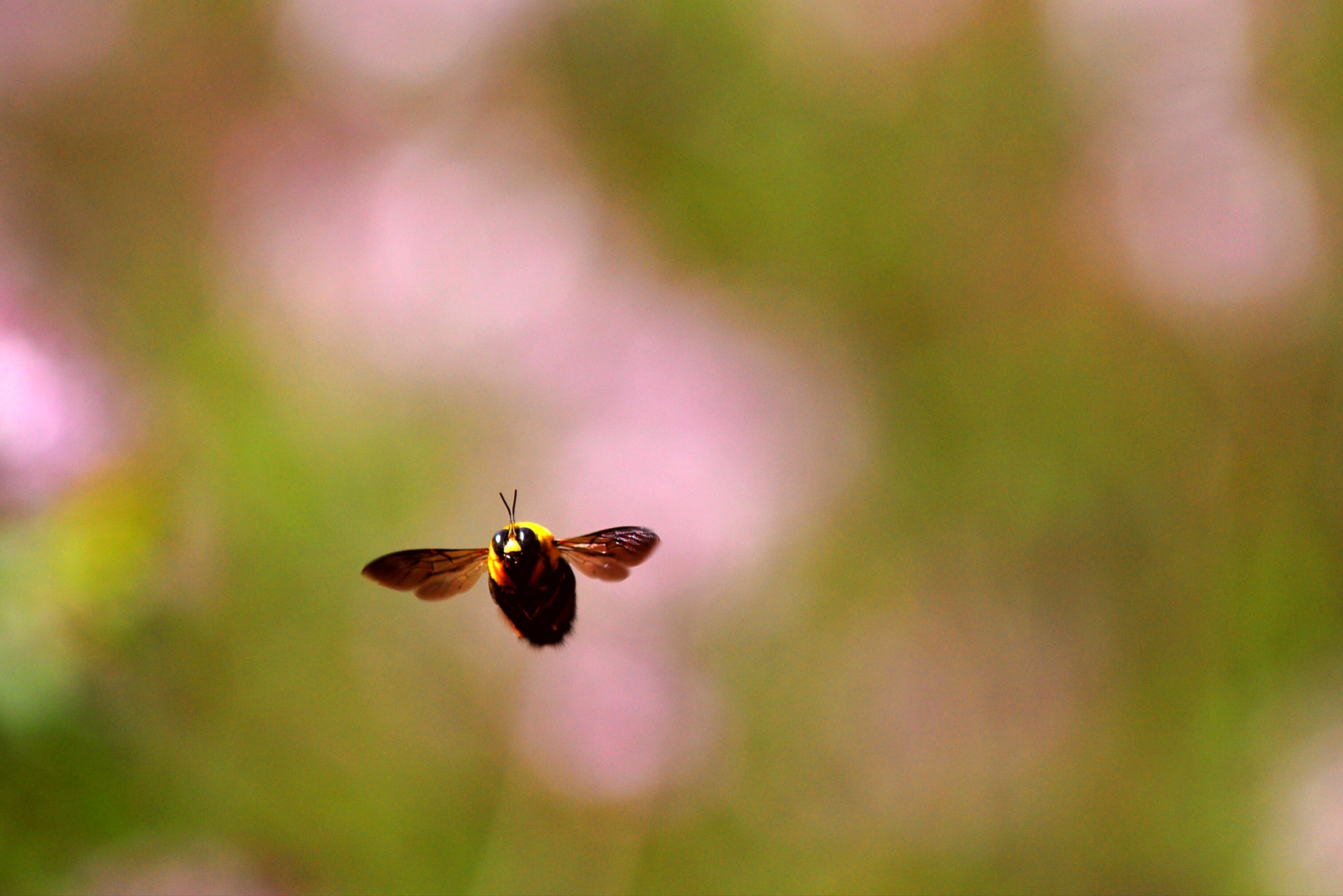 Nikon D90 sample photo
