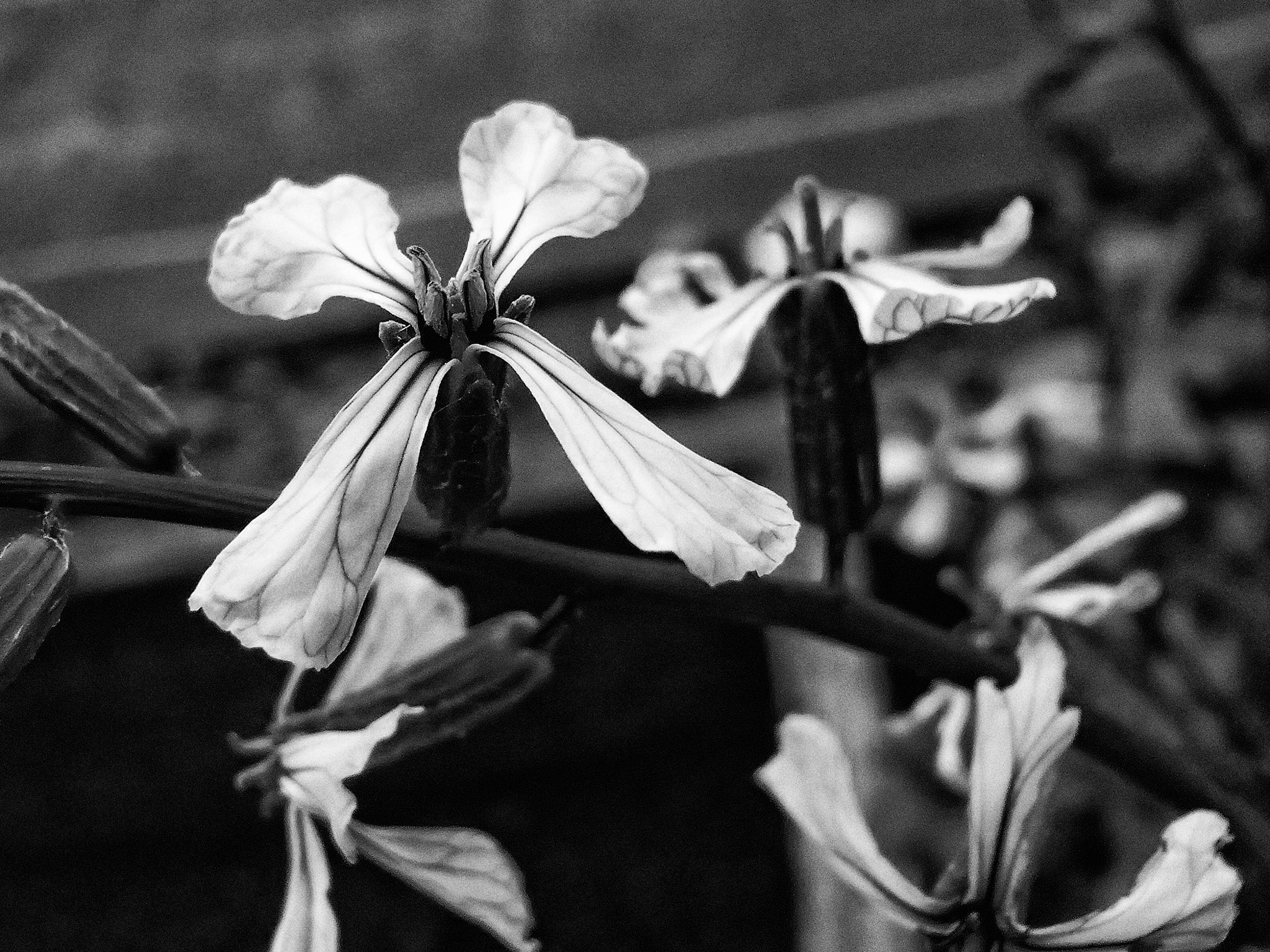 Olympus TG-820 sample photo. Arugula blossoms photography