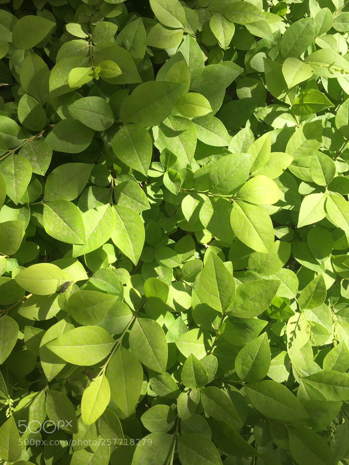 Apple iPhone 6 Plus sample photo. Untitled photography