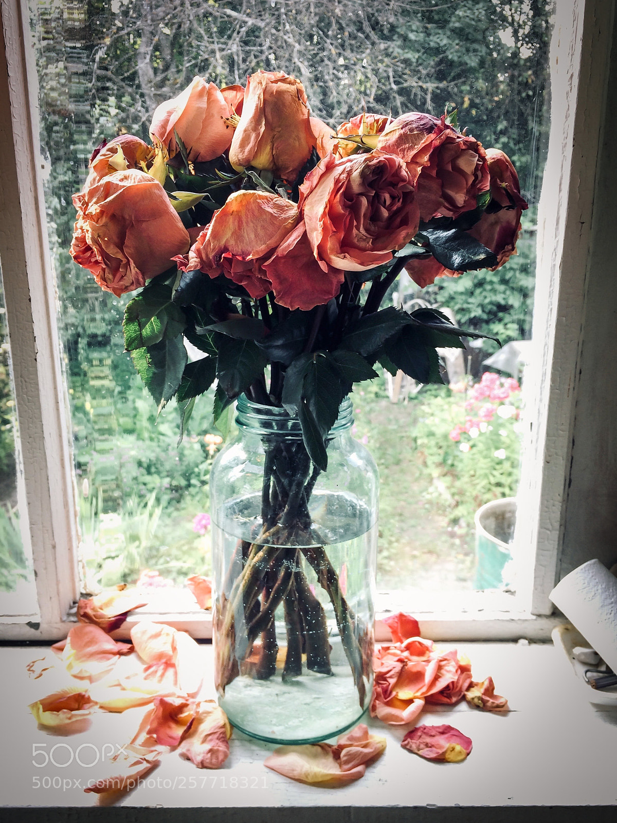 Apple iPhone 5s sample photo. Fading roses photography