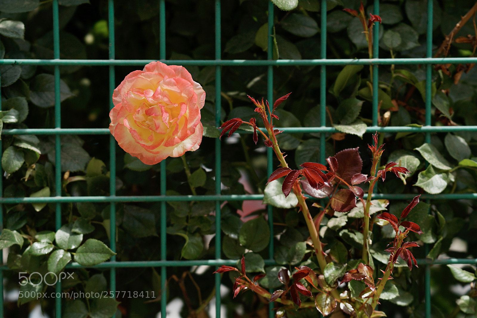 Sony a7 II sample photo. 越獄 photography