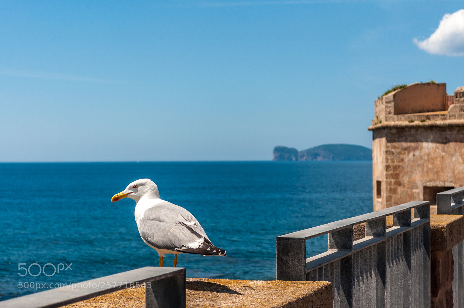 Nikon D90 sample photo. Seagull standing on a photography