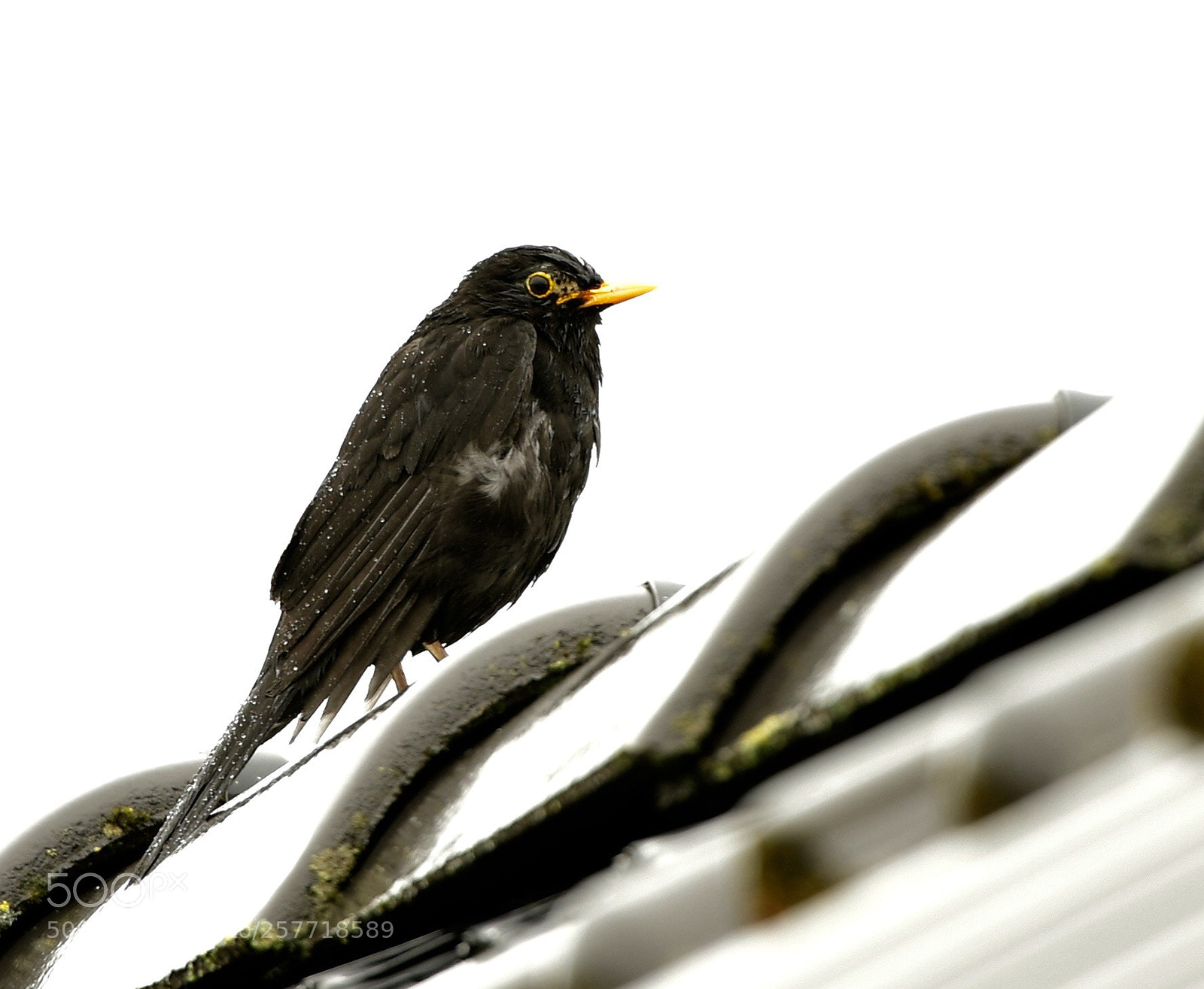 Nikon D850 sample photo. Wet blackbird photography