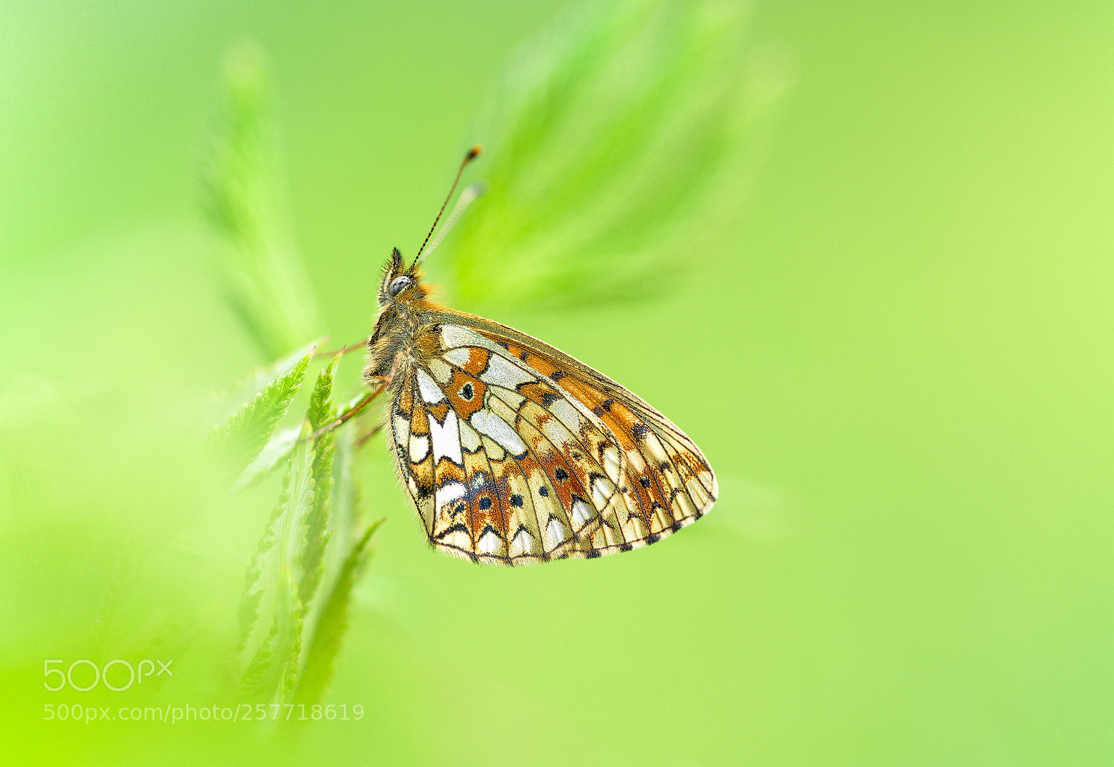 Sony a7R II sample photo. Braunfleckiger perlmutterfalter photography