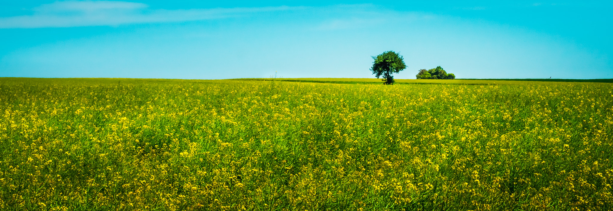 Olympus PEN E-PL6 sample photo. Yellow field photography