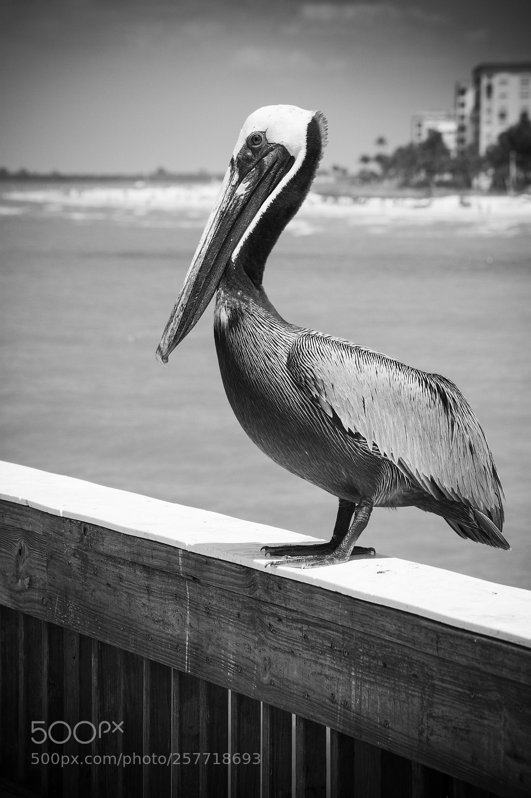 Nikon D7200 sample photo. A pelican at fort photography