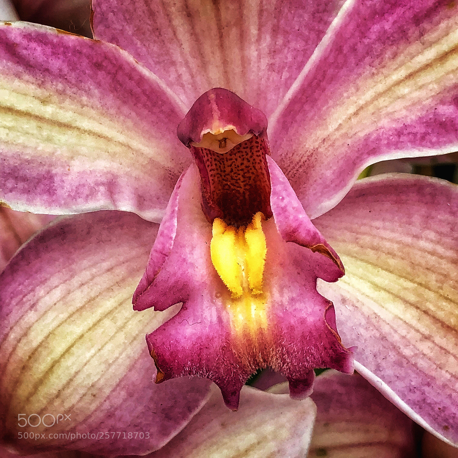 Apple iPhone X sample photo. Orchid, new york botanical photography