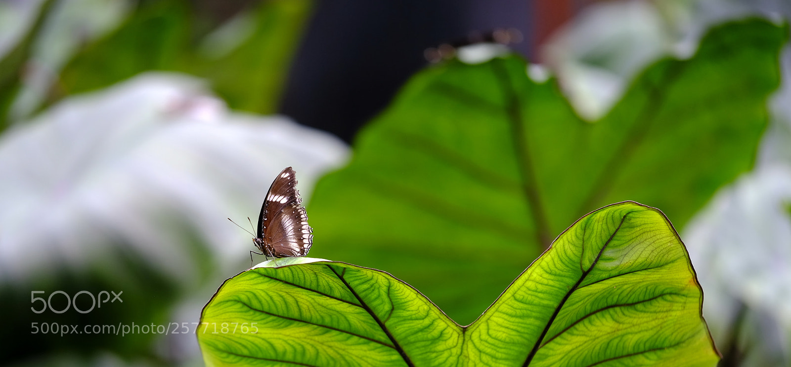 Fujifilm X-H1 sample photo. The observer and the photography