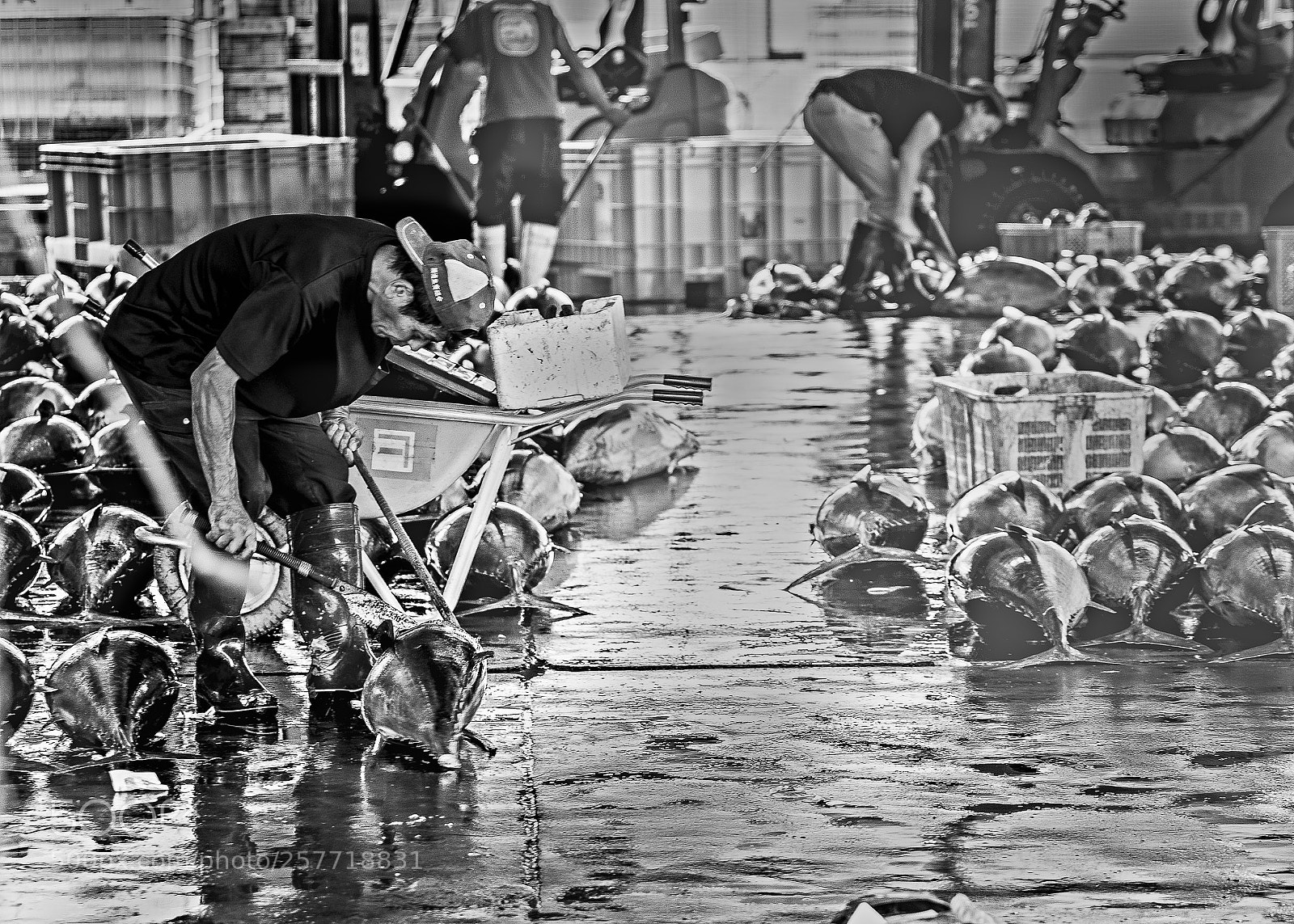 Nikon D7100 sample photo. Corte atun photography