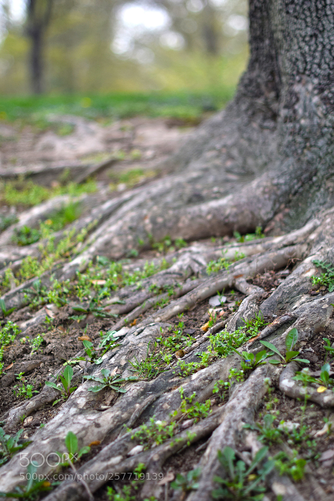 Nikon D5300 sample photo. Tree photography