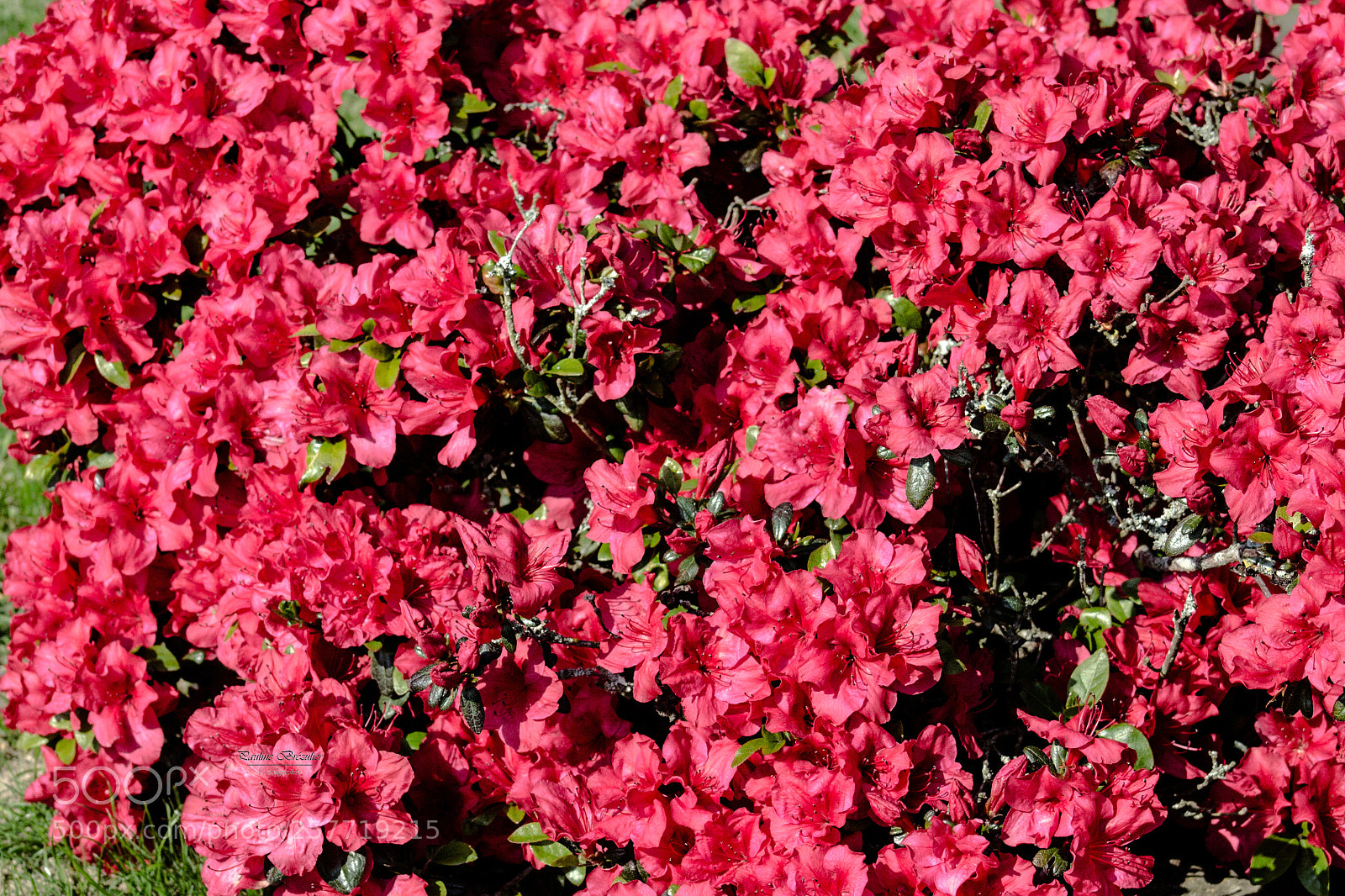 Canon EOS 1100D (EOS Rebel T3 / EOS Kiss X50) sample photo. Springs' flowers photography