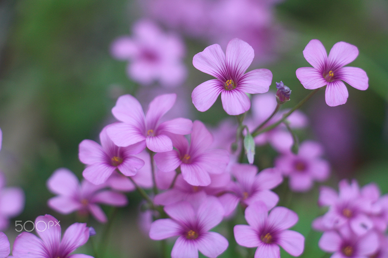 Canon EOS 700D (EOS Rebel T5i / EOS Kiss X7i) sample photo. Purple flowers in bloom photography