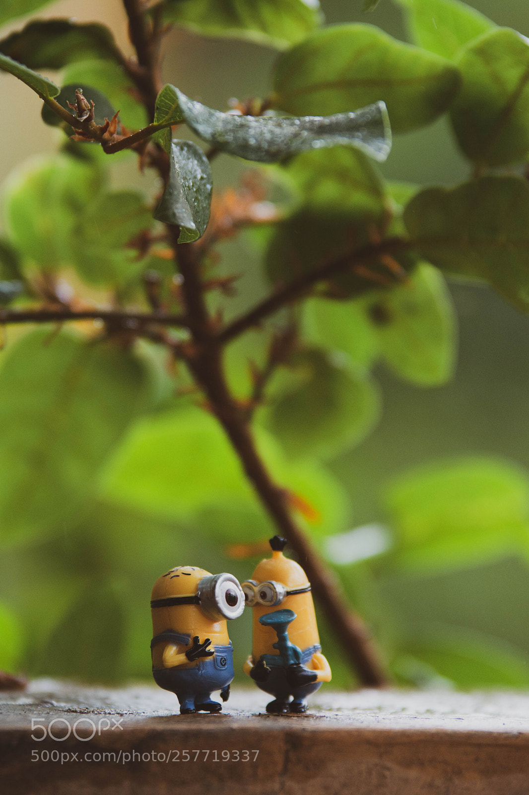 Nikon D5200 sample photo. Minions photography