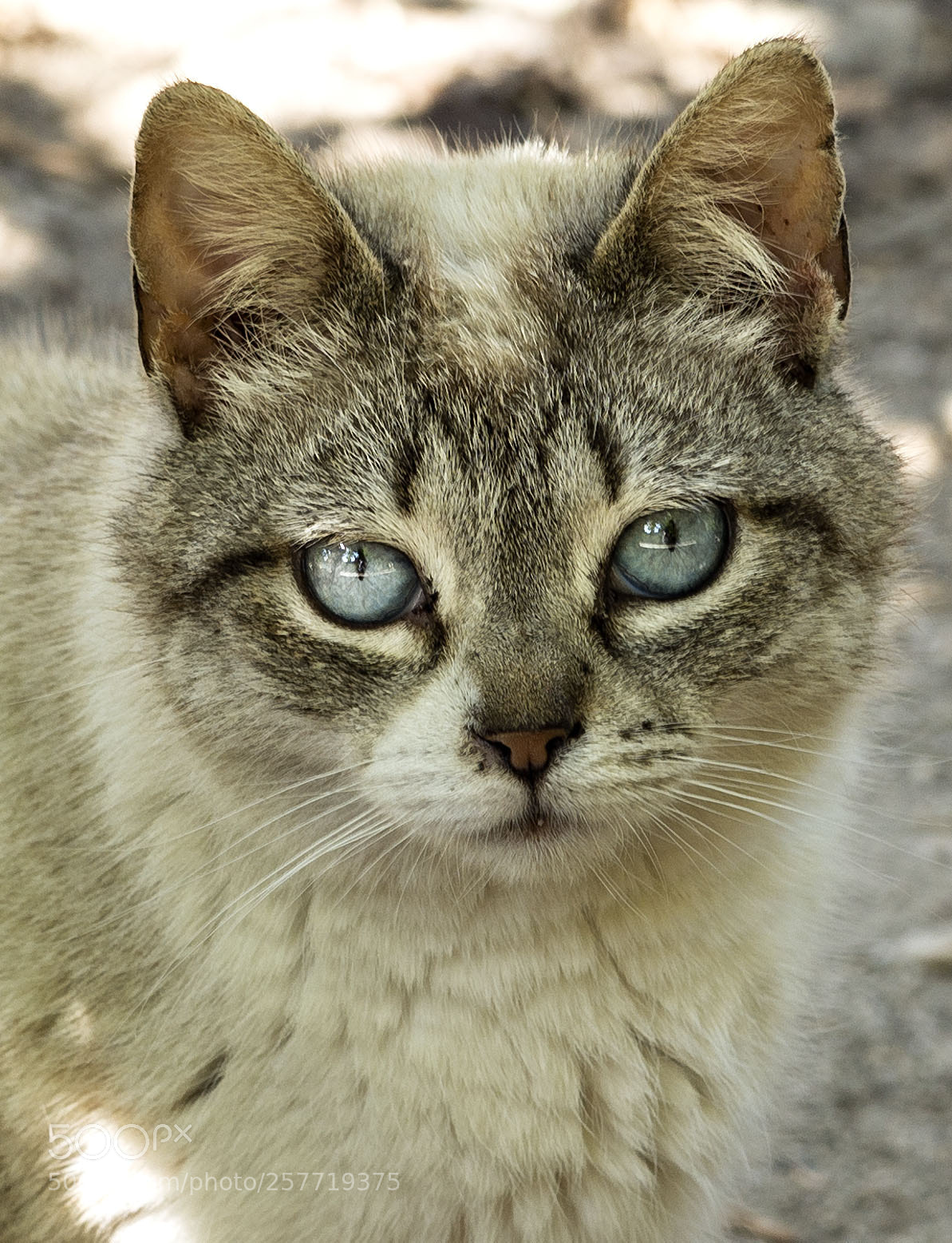 Nikon D610 sample photo. Thk photography