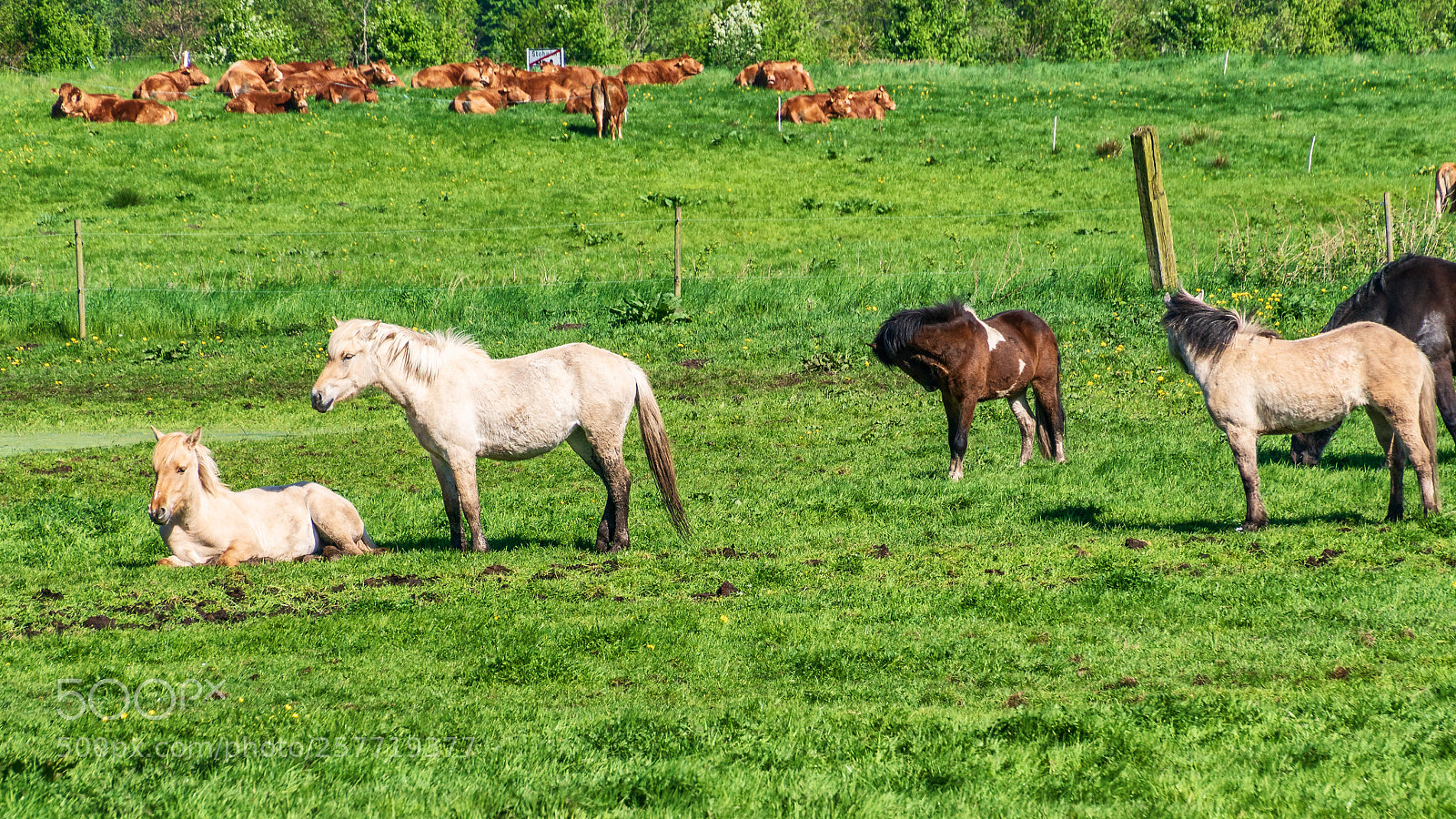 Sony ILCA-77M2 sample photo. Danish countryside near stoholm photography