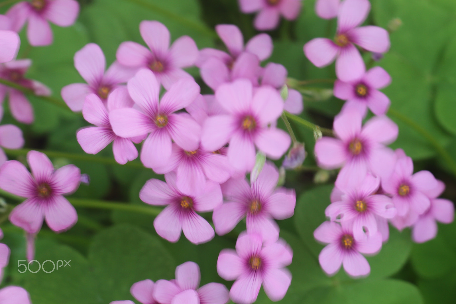 Canon EOS 700D (EOS Rebel T5i / EOS Kiss X7i) sample photo. Purple flowers in bloom photography