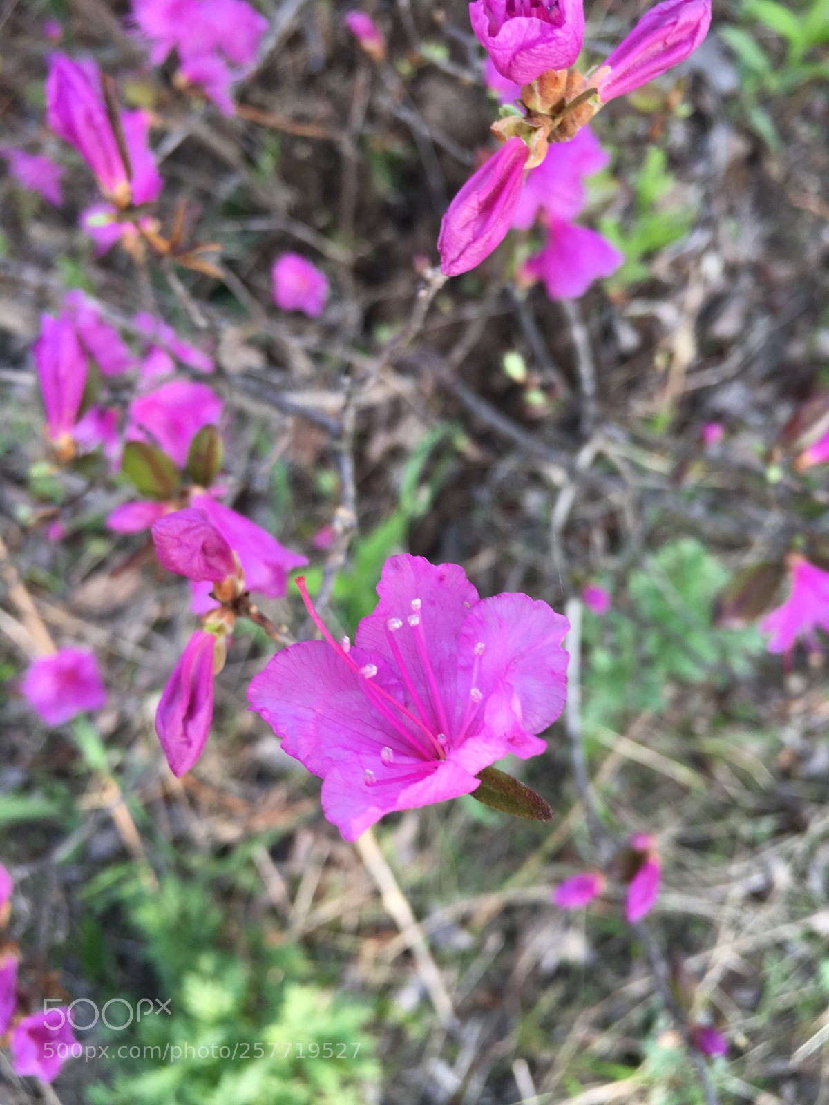 Apple iPhone 6s sample photo. Rosemary photography