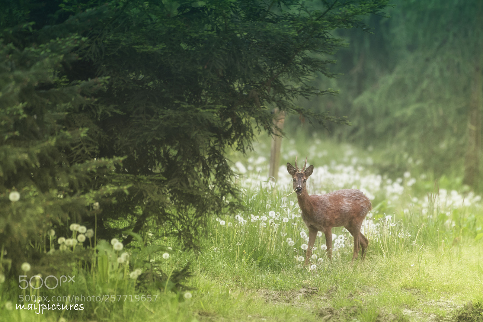 Nikon D750 sample photo. Roedeer photography