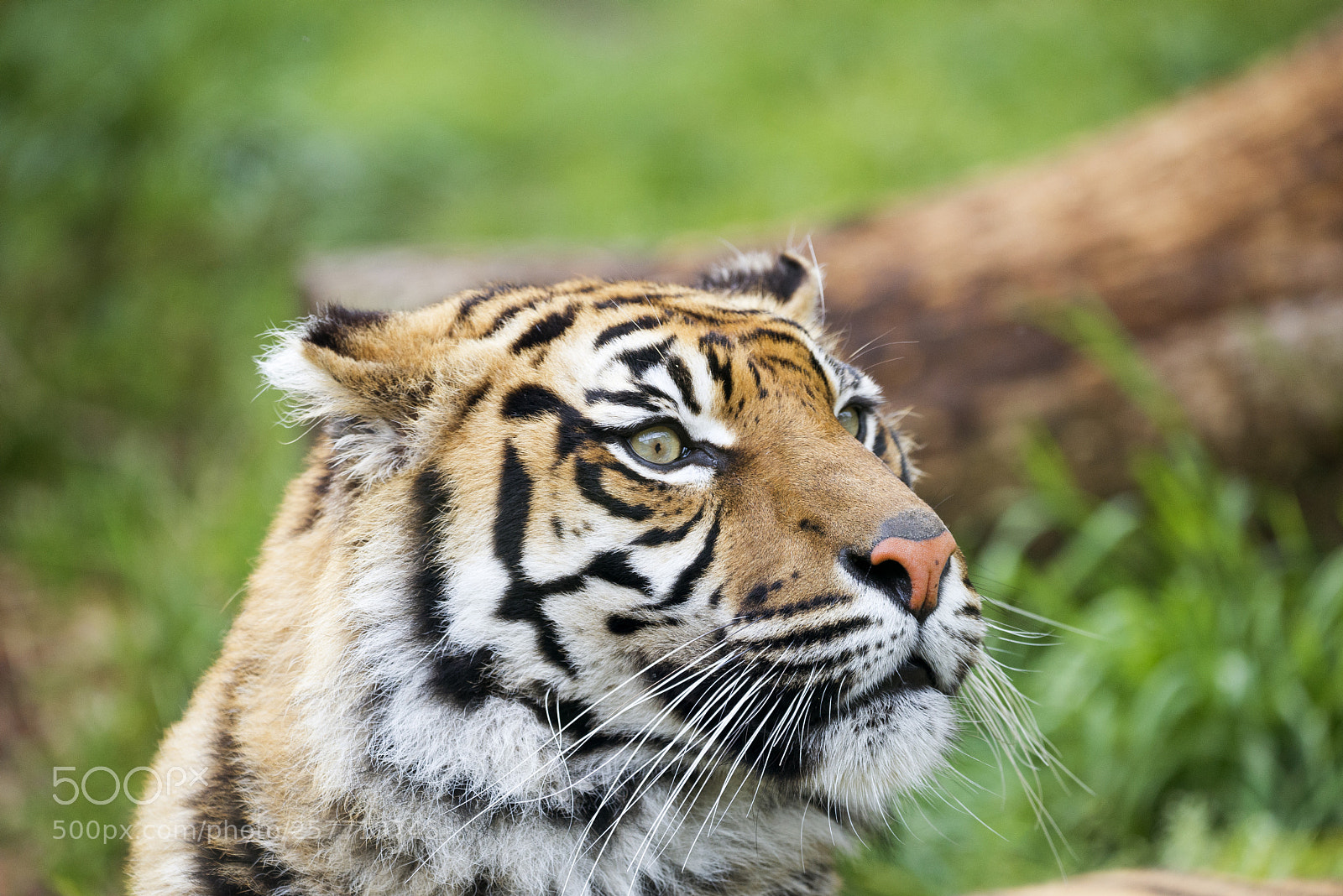 Nikon D610 sample photo. Tiger photography