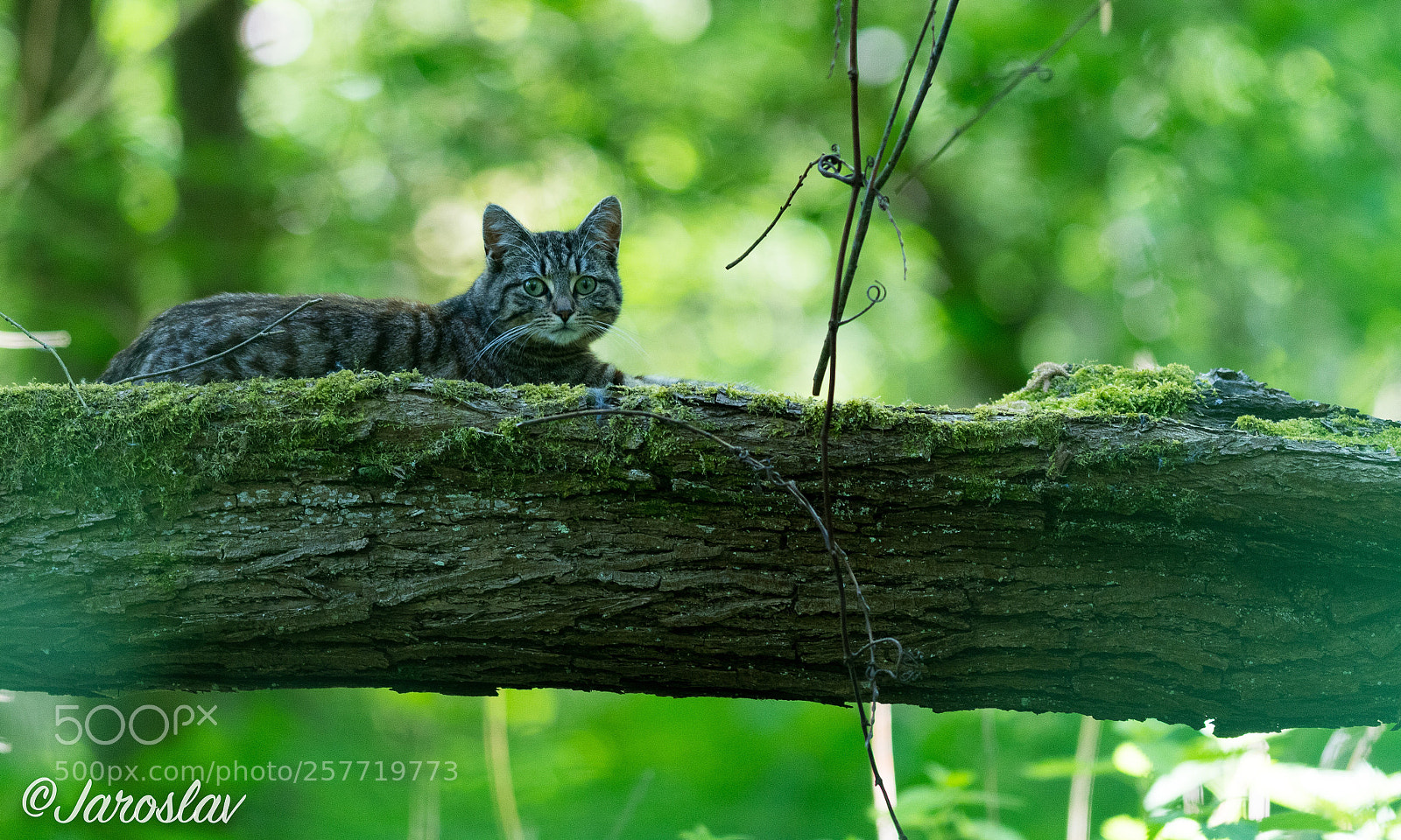 Nikon D500 sample photo. Just a cat... photography