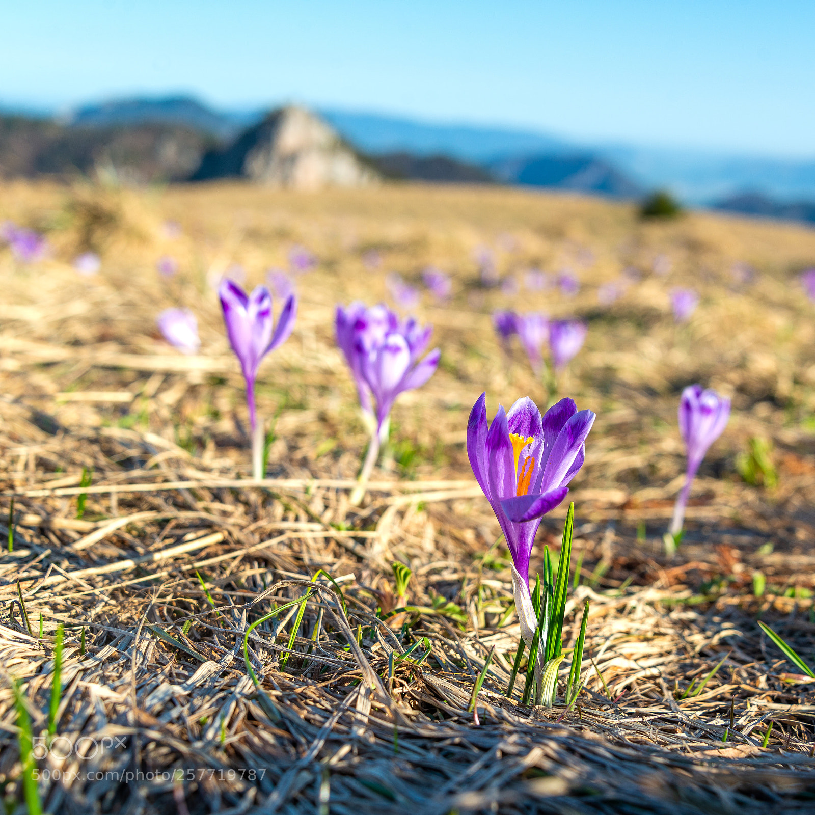 Nikon D610 sample photo. Spring in velka fatra photography