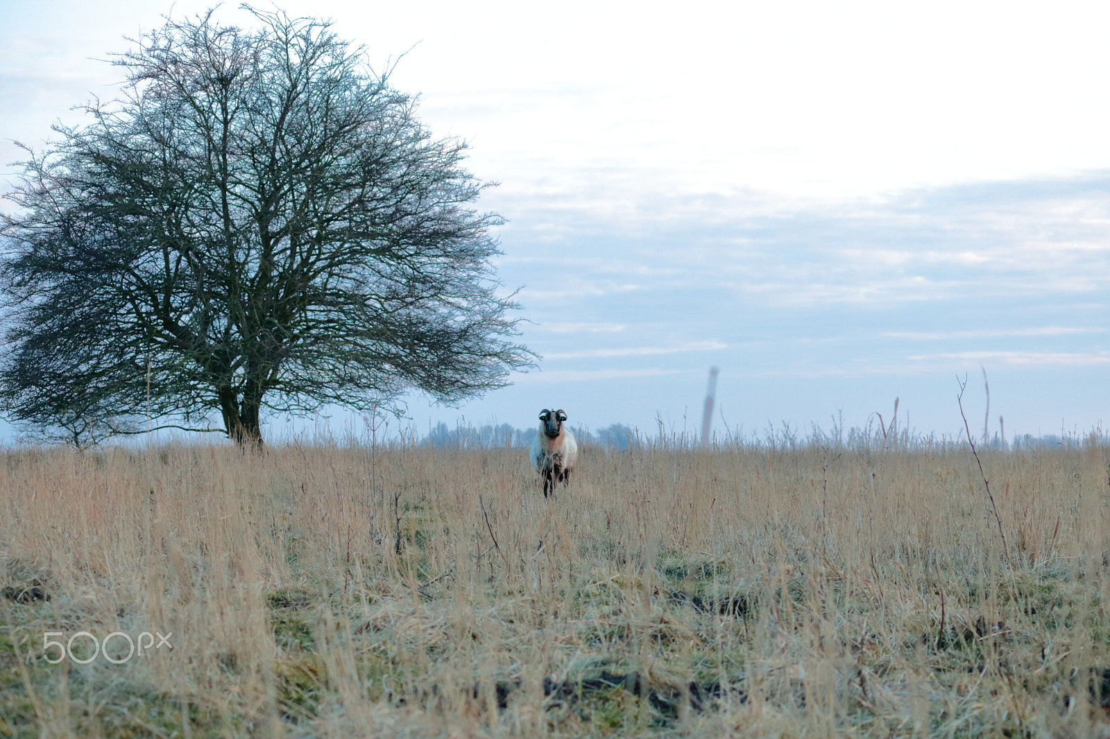 Canon EF-S 55-250mm F4-5.6 IS II sample photo. The big sheep photography