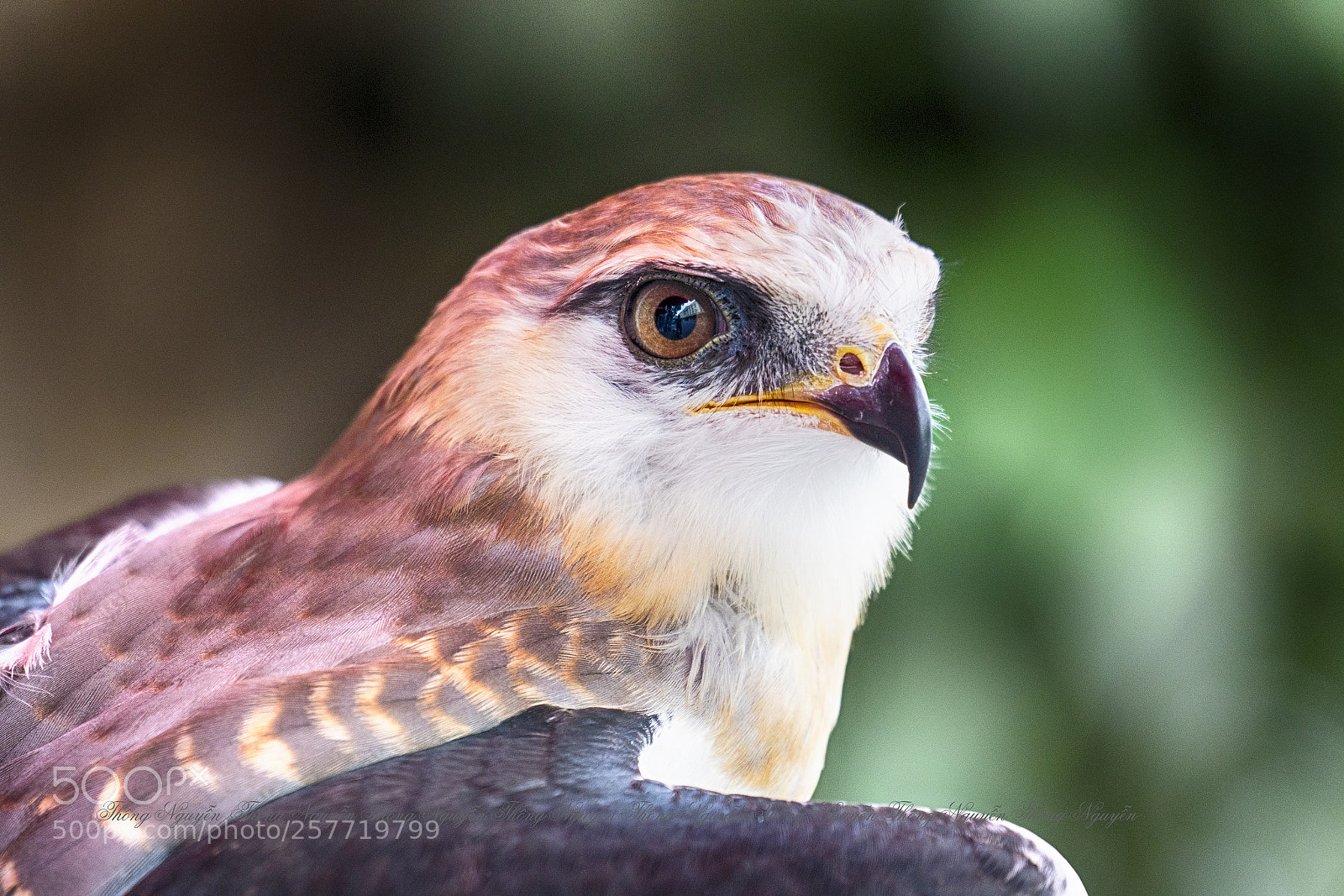 Sony a7R III sample photo. Eagle eye photography