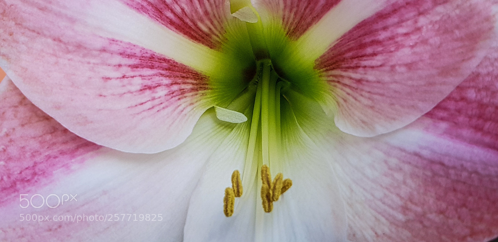 Samsung Galaxy S8 sample photo. Blooming amaryllis photography